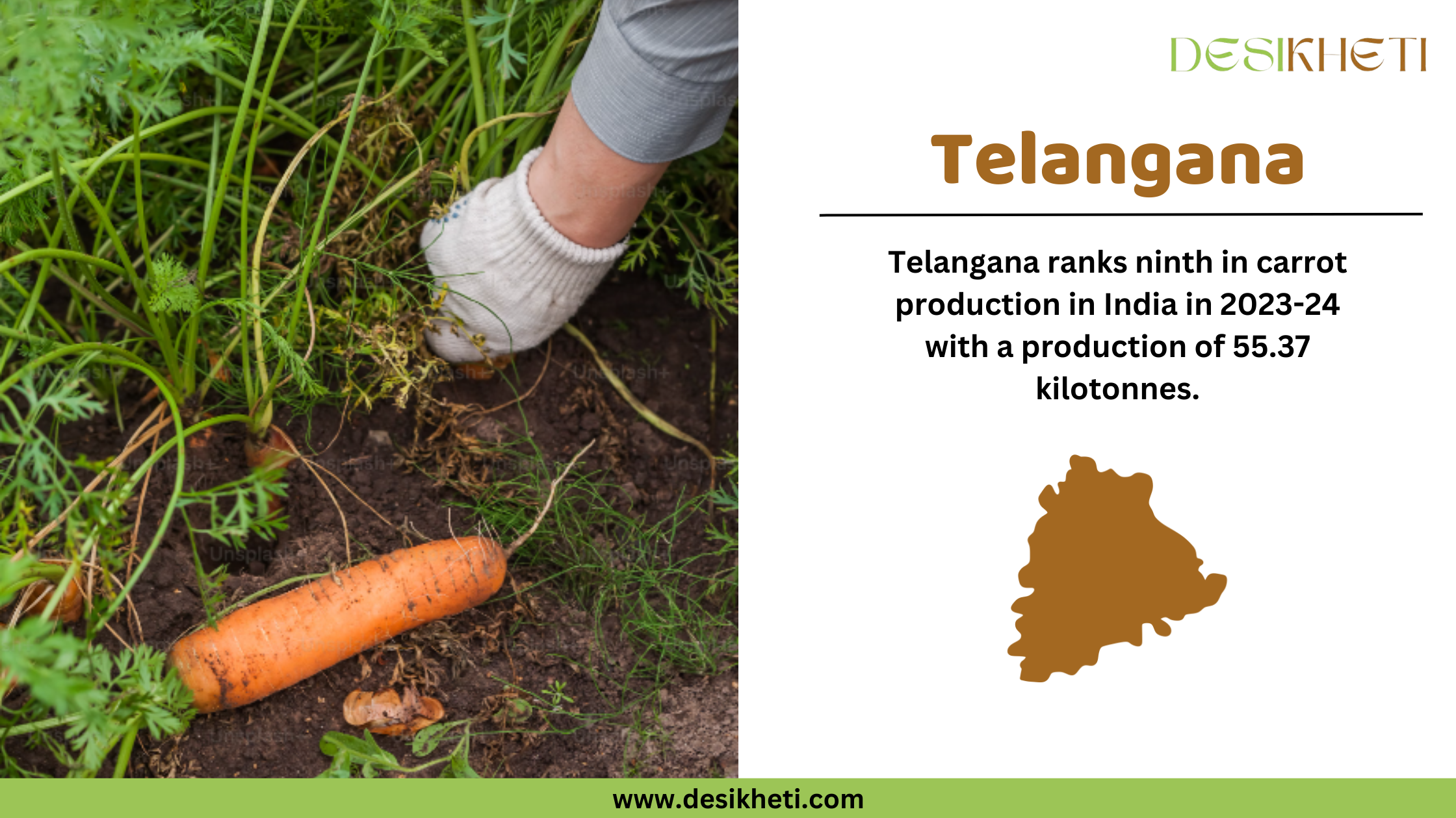 A Desikheti infographic about Telangana’s carrot production. The left side shows a person harvesting carrots from the soil, with one freshly pulled carrot lying on the ground. The right side contains text stating, "Telangana ranks ninth in carrot production in India in 2023-24 with a production of 55.37 kilotonnes." Below the text, there is a brown silhouette of Telangana. The Desikheti logo is at the top, and the website URL "www.desikheti.com" is displayed at the bottom on a green strip.