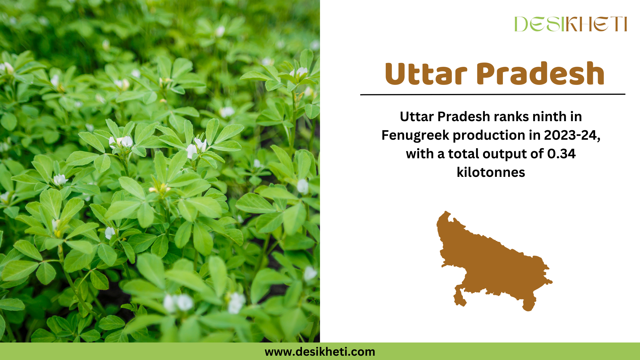 Uttar Pradesh ranks ninth in fenugreek production in 2023-24, with a total output of 0.34 kilotonnes. The image features a lush green fenugreek field with small white flowers on the left. On the right, the text "Uttar Pradesh" is displayed in brown, followed by the production ranking and output details in black text. Below the text, there is a brown silhouette map of Uttar Pradesh. The Desikheti logo is positioned at the top right corner, and the website URL "www.desikheti.com" is displayed at the bottom on a green strip.