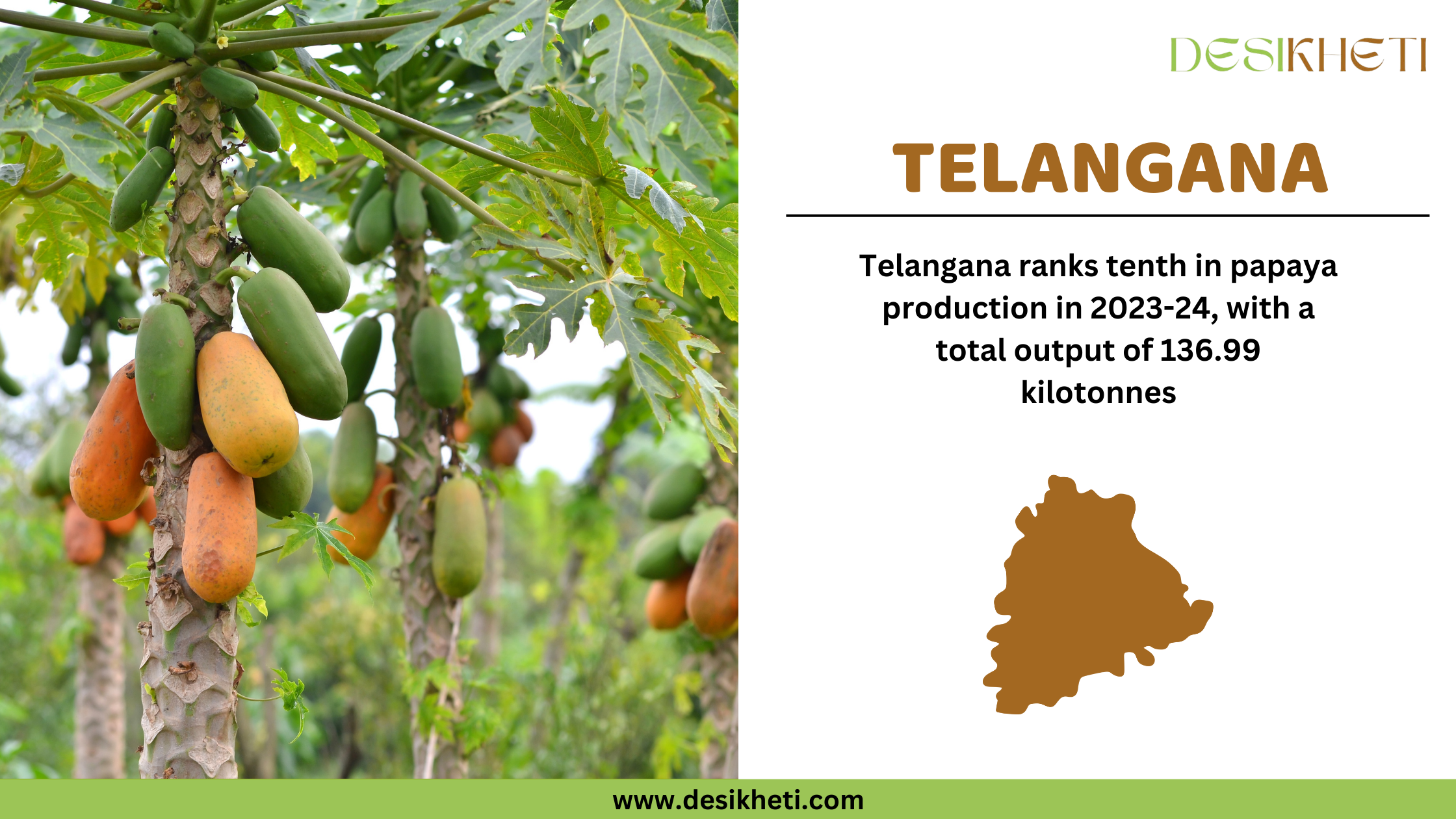 Telangana ranks tenth in papaya production in 2023-24, with a total output of 136.99 kilotonnes. The image features a lush papaya plantation with trees bearing green and ripening orange papayas. On the right side, the text "TELANGANA" is highlighted in bold brown font, accompanied by a brown silhouette of Telangana state. The Desikheti logo is placed in the top right corner, and the website www.desikheti.com is displayed at the bottom.







