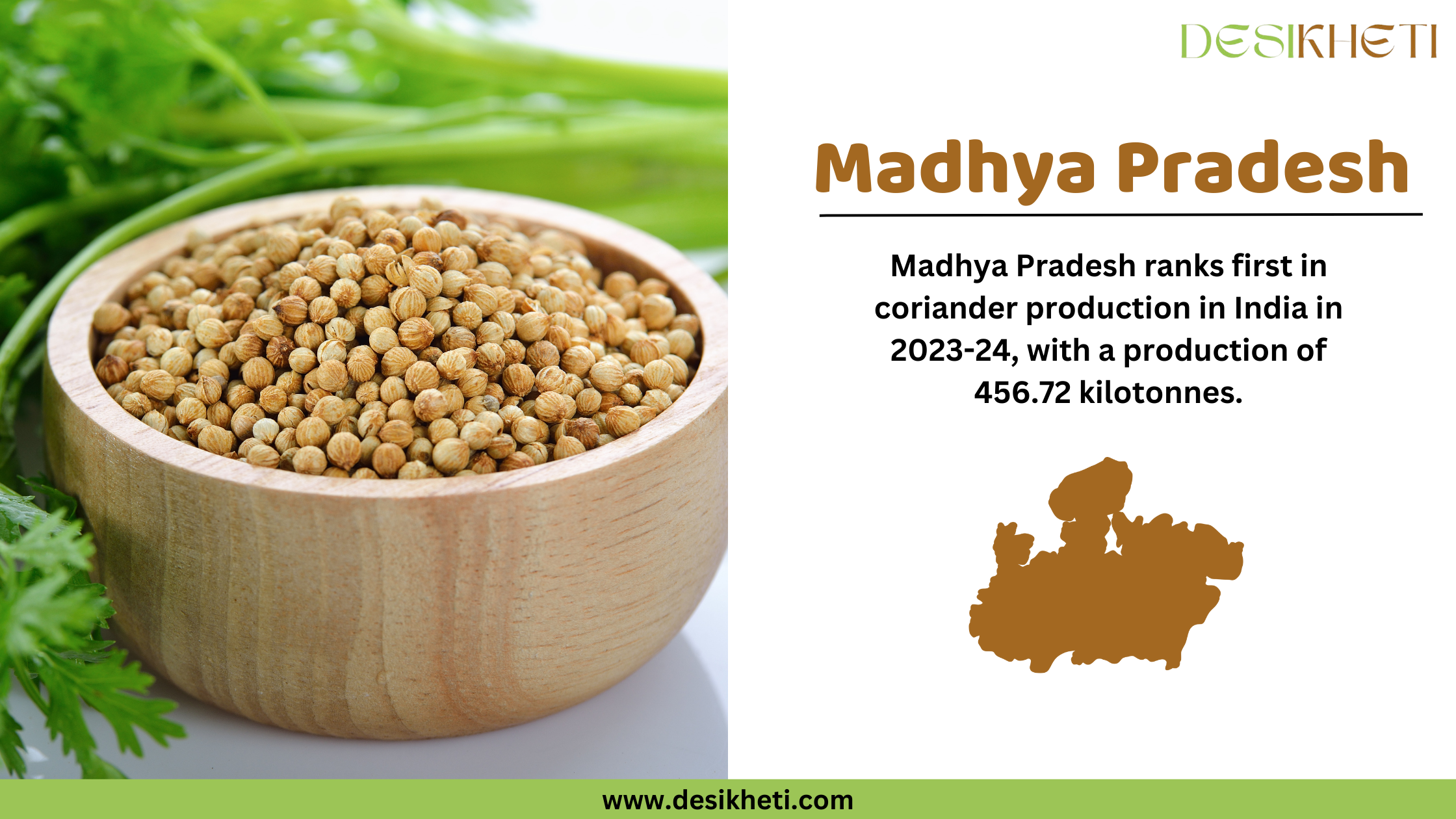 Madhya Pradesh ranks first in coriander production in India in 2023-24, with a production of 456.72 kilotonnes. The image features a wooden bowl filled with coriander seeds, surrounded by fresh coriander leaves. On the right side, the text highlights Madhya Pradesh’s top ranking in coriander production, accompanied by a brown silhouette map of the state. The "DesiKheti" logo is positioned at the top right, and the website "www.desikheti.com" is displayed at the bottom.