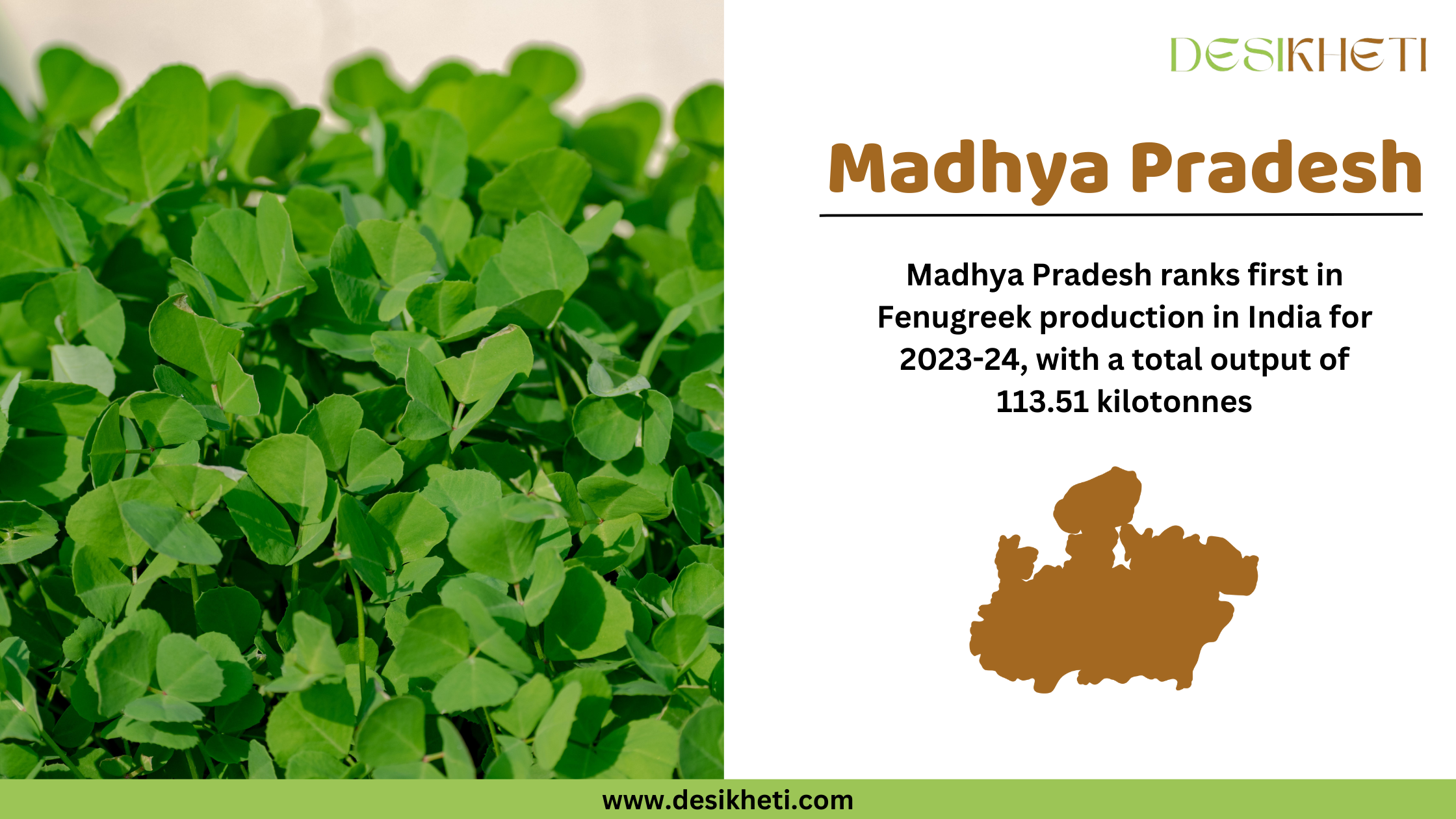 Madhya Pradesh ranks first in fenugreek production in India for 2023-24, with a total output of 113.51 kilotonnes. The image showcases lush green fenugreek leaves growing densely under sunlight. On the right side, "Madhya Pradesh" is displayed in bold brown text, followed by production ranking and output details in black text. Below, a brown silhouette map of Madhya Pradesh is present. The Desikheti logo is at the top right, and the website URL "www.desikheti.com" is displayed at the bottom on a green strip.