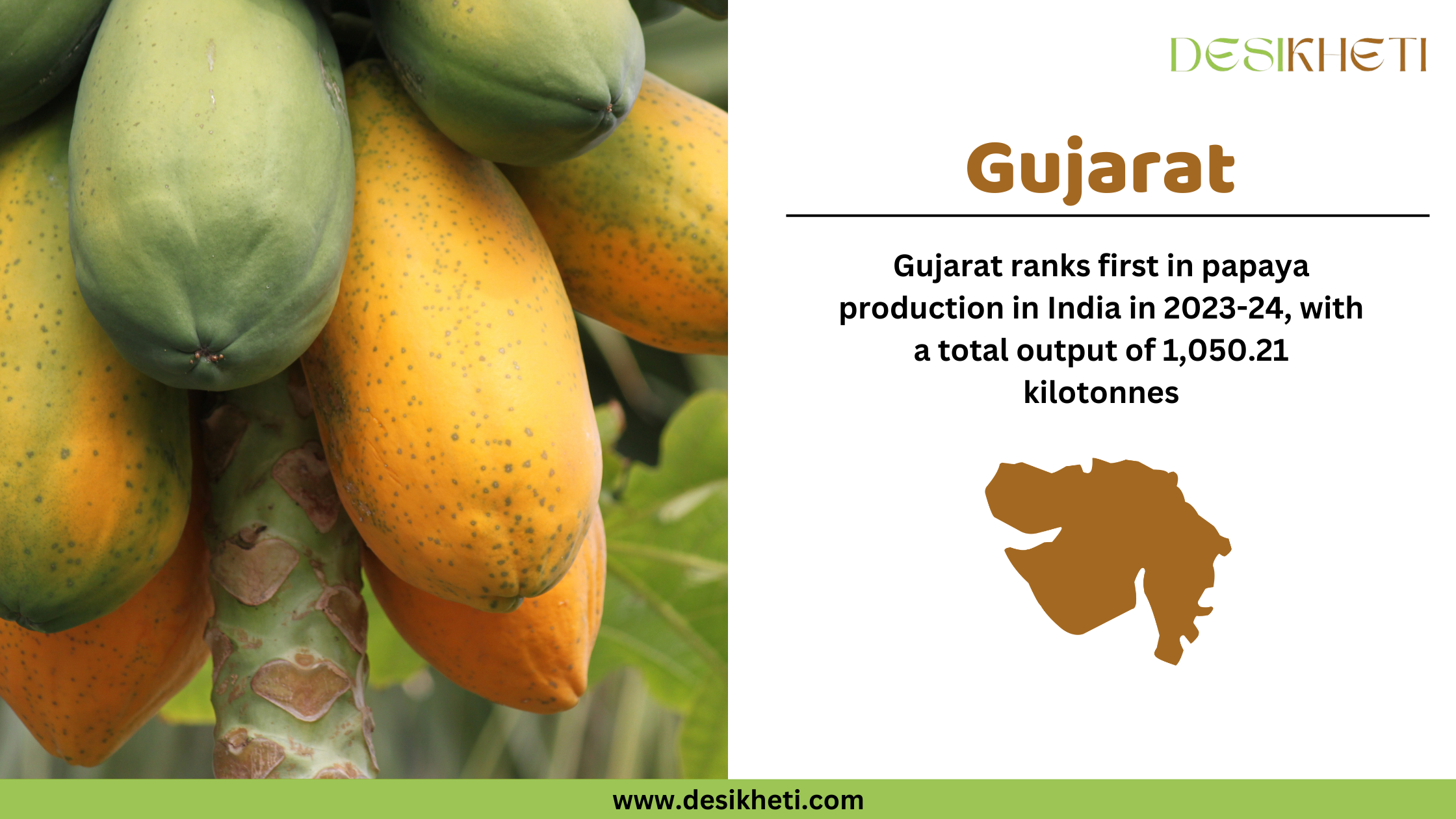 Gujarat ranks first in papaya production in India in 2023-24, with a total output of 1,050.21 kilotonnes. The image shows a close-up of papayas growing on a tree, with both ripe yellow papayas and unripe green papayas visible. On the right side, "Gujrat" is displayed in bold brown font, followed by the production ranking and output statistics. A brown silhouette of Gujarat state is included below the text. The Desikheti logo is in the top right corner, and the website www.desikheti.com is displayed at the bottom.