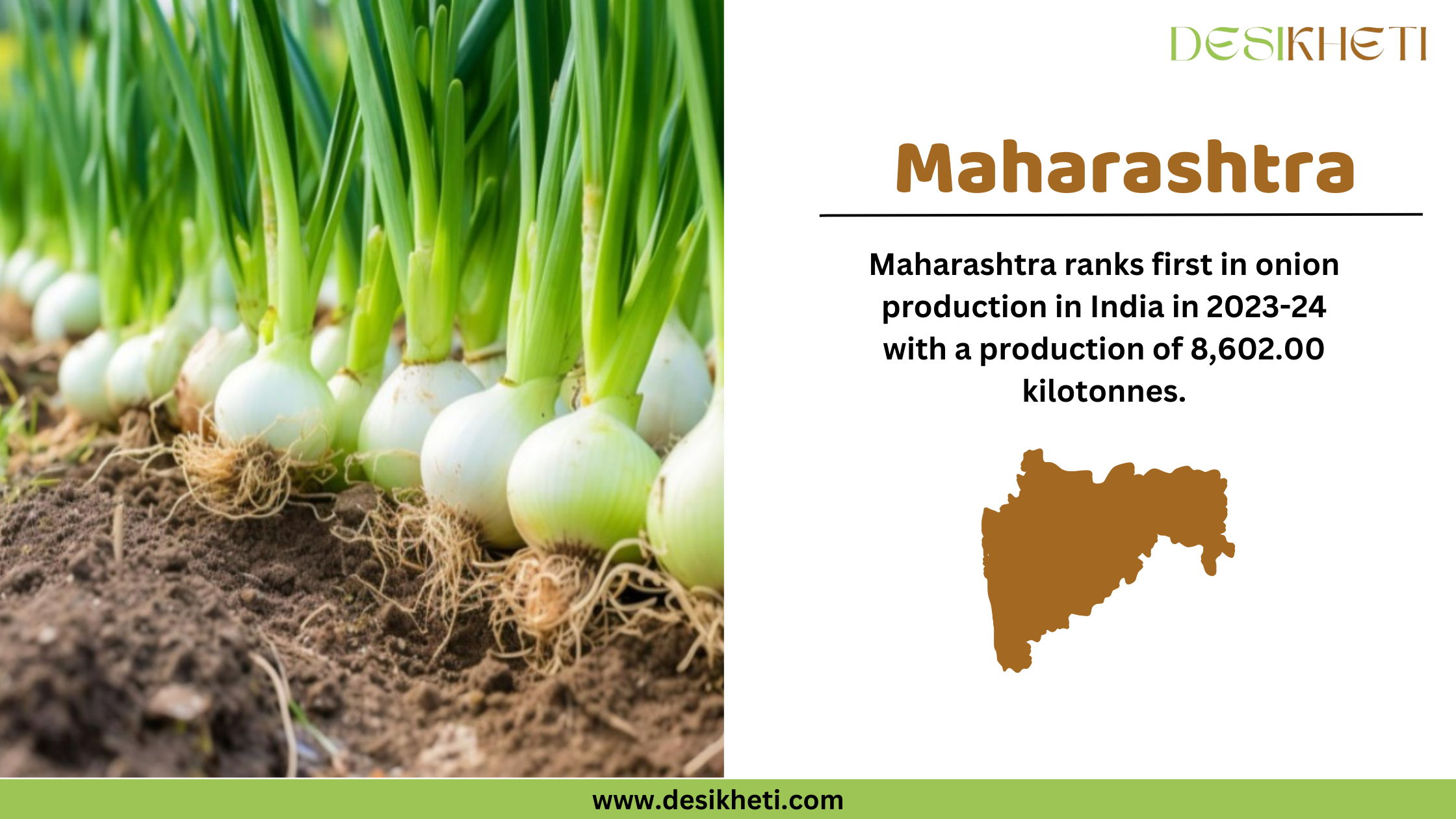 Maharashtra ranks first in onion production in India for 2023-24, with a total output of 8,602.00 kilotonnes. The image features a lush green onion field on the left, showcasing fresh onions growing in soil. On the right, the text highlights Maharashtra's leading position in onion cultivation, accompanied by a brown silhouette of the state's map. The "Desikheti" logo is positioned at the top right, and the website URL "www.desikheti.com" is displayed at the bottom. This image emphasizes Maharashtra's dominance in onion farming, aligning with Desikheti’s agricultural insights.