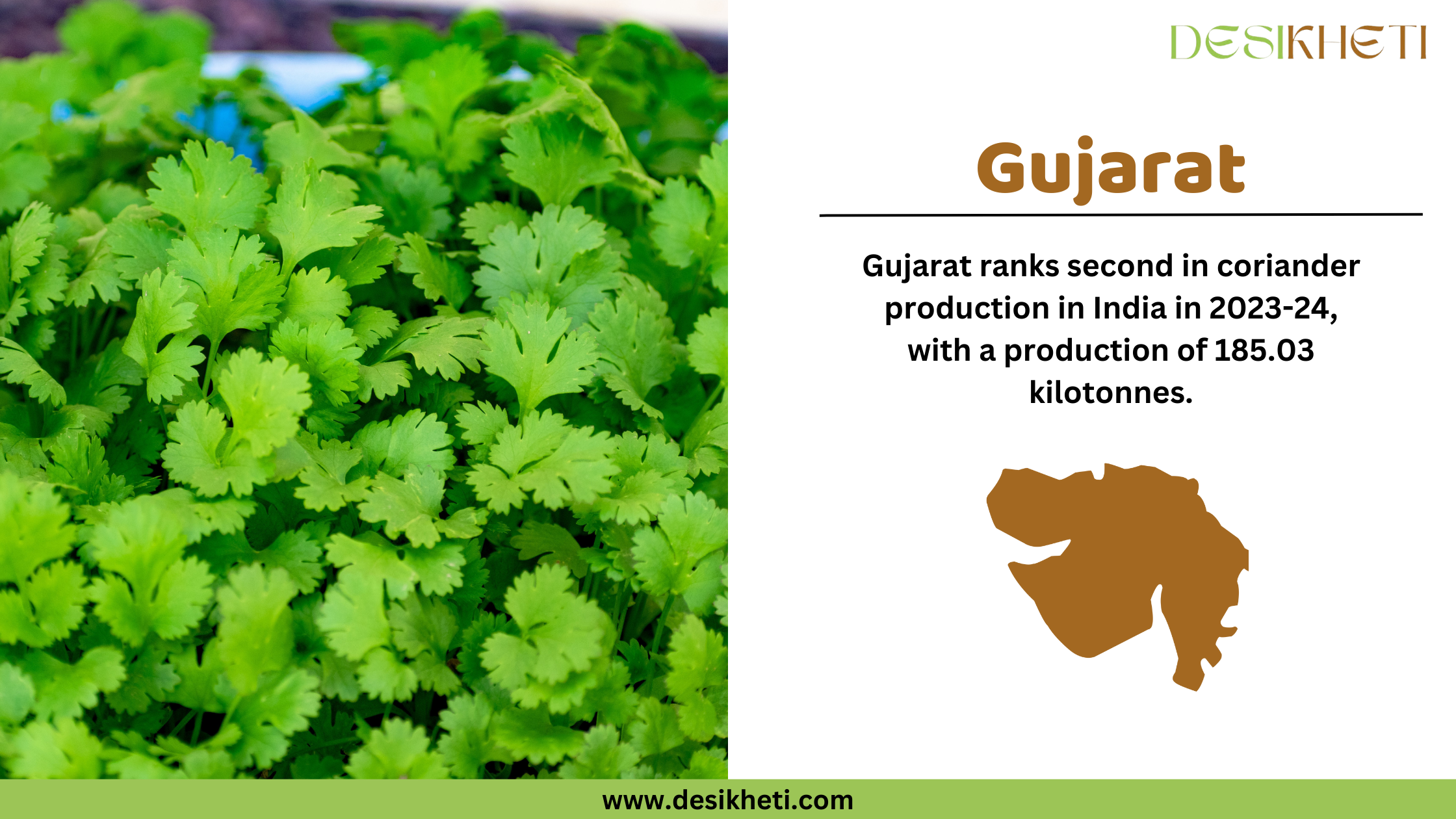 Gujarat ranks second in coriander production in India in 2023-24, with a production of 185.03 kilotonnes. The image features a close-up view of fresh, green coriander plants growing in a field. On the right side, the text highlights Gujarat’s ranking in coriander production, accompanied by a brown silhouette map of the state. The "DesiKheti" logo is positioned at the top right, and the website "www.desikheti.com" is displayed at the bottom.