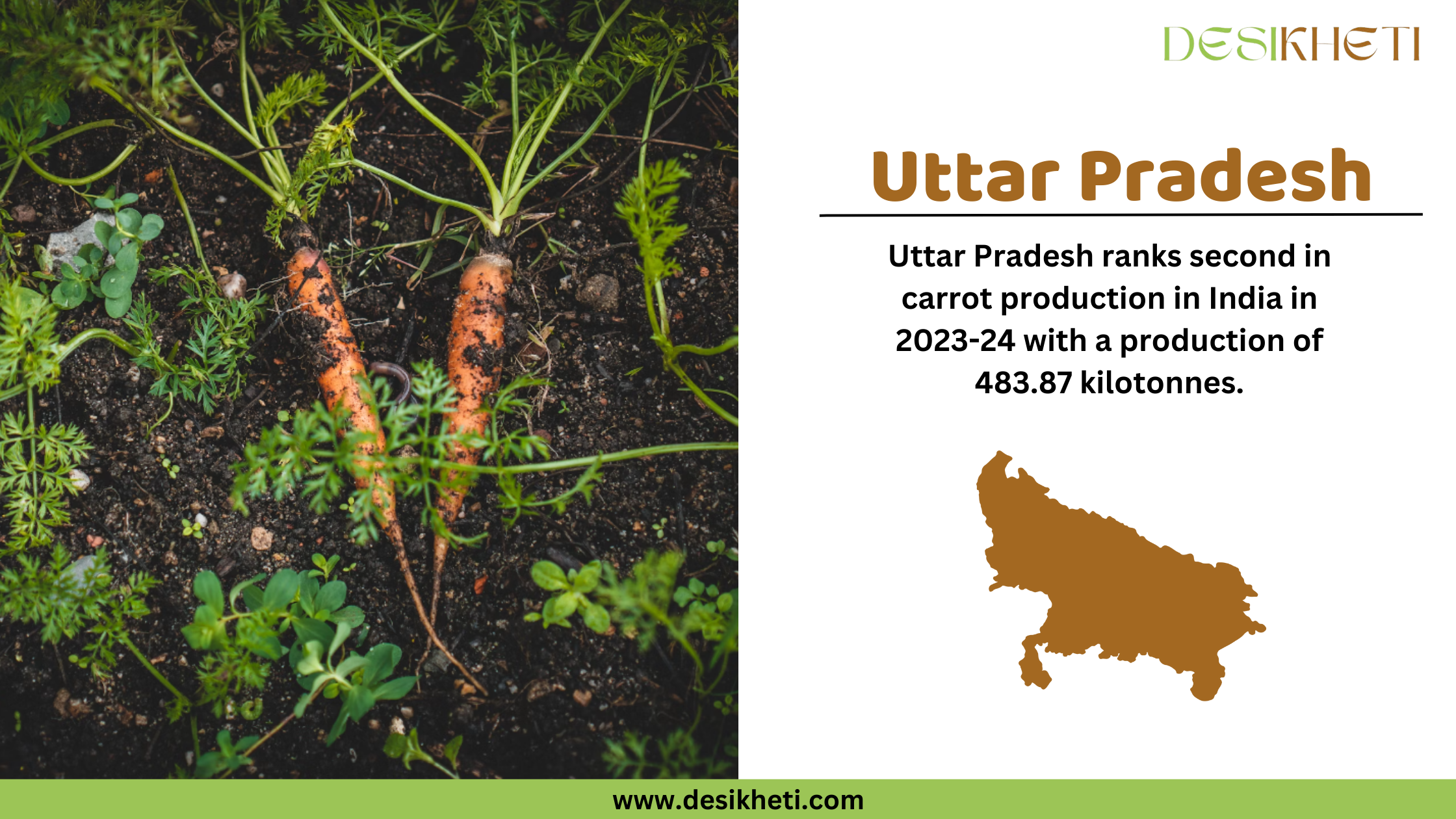 A Desikheti infographic highlighting Uttar Pradesh’s carrot production. On the left, two freshly harvested carrots partially covered in soil are lying in a garden bed with green plants around them. On the right, the text states, "Uttar Pradesh ranks second in carrot production in India in 2023-24 with a production of 483.87 kilotonnes." Below the text, there is a brown silhouette of Uttar Pradesh. The Desikheti logo is at the top, and the website URL "www.desikheti.com" is displayed at the bottom on a green strip.