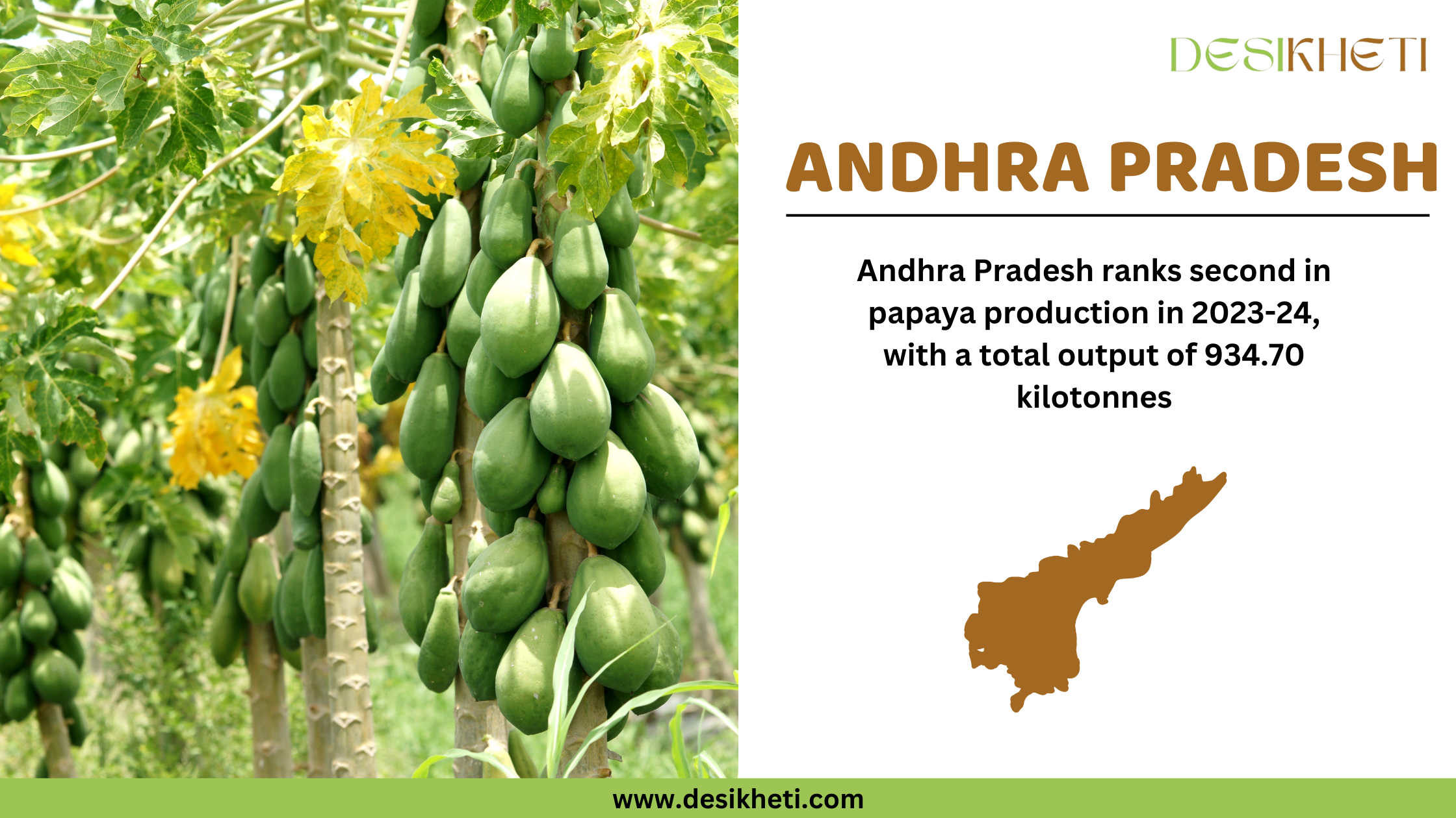  Andhra Pradesh ranks second in papaya production in 2023-24, with a total output of 934.70 kilotonnes. The image features multiple papaya trees with green, unripe papayas hanging in clusters. Some leaves are yellow, indicating maturity. On the right side, "ANDHRA PRADESH" is displayed in bold brown font, along with a brown silhouette of the Andhra Pradesh state. The Desikheti logo is in the top right corner, and the website www.desikheti.com is displayed at the bottom.