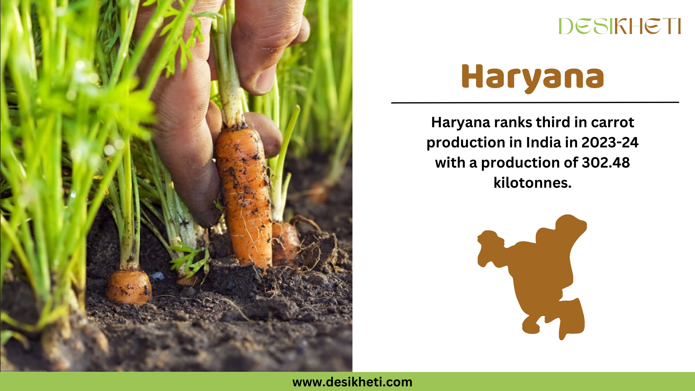 A Desikheti infographic showcasing Haryana’s carrot production. On the left, a close-up of a hand harvesting a fresh carrot from the soil, surrounded by green carrot plants. On the right, the text states, "Haryana ranks third in carrot production in India in 2023-24 with a production of 302.48 kilotonnes." Below the text, there is a brown silhouette of Haryana. The Desikheti logo is positioned at the top, and the website URL "www.desikheti.com" is displayed at the bottom on a green strip.