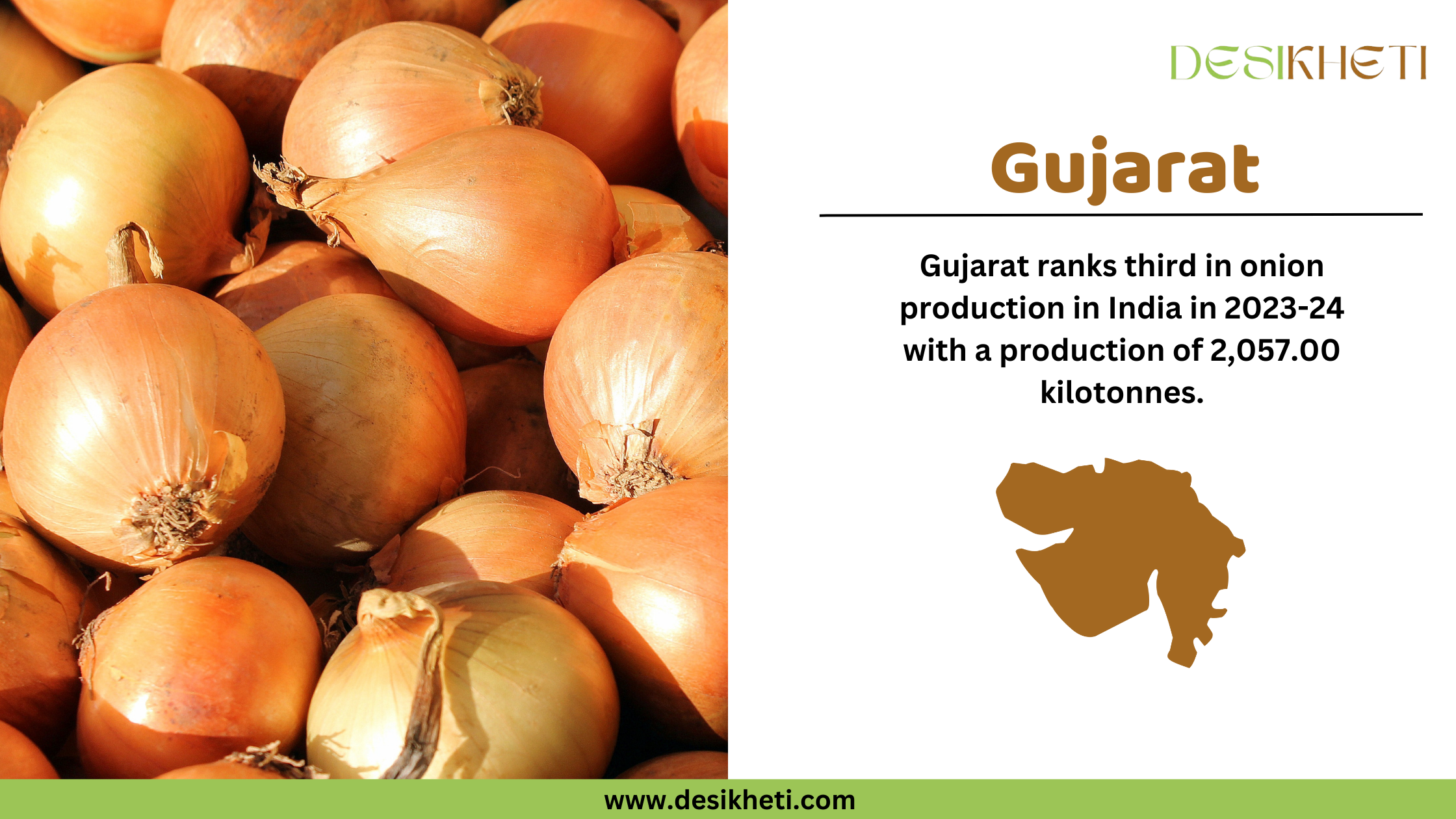 Gujarat ranks third in onion production in India for 2023-24, with a total output of 2,057.00 kilotonnes. The left side of the image displays a close-up of fresh golden onions, highlighting their texture and natural shine. On the right, the text emphasizes Gujarat’s contribution to onion farming, accompanied by a brown silhouette of the state's map. The "Desikheti" logo is positioned at the top right, and the website URL "www.desikheti.com" is displayed at the bottom. This image aligns with Desikheti’s agricultural insights, showcasing Gujarat’s role in India's onion production.