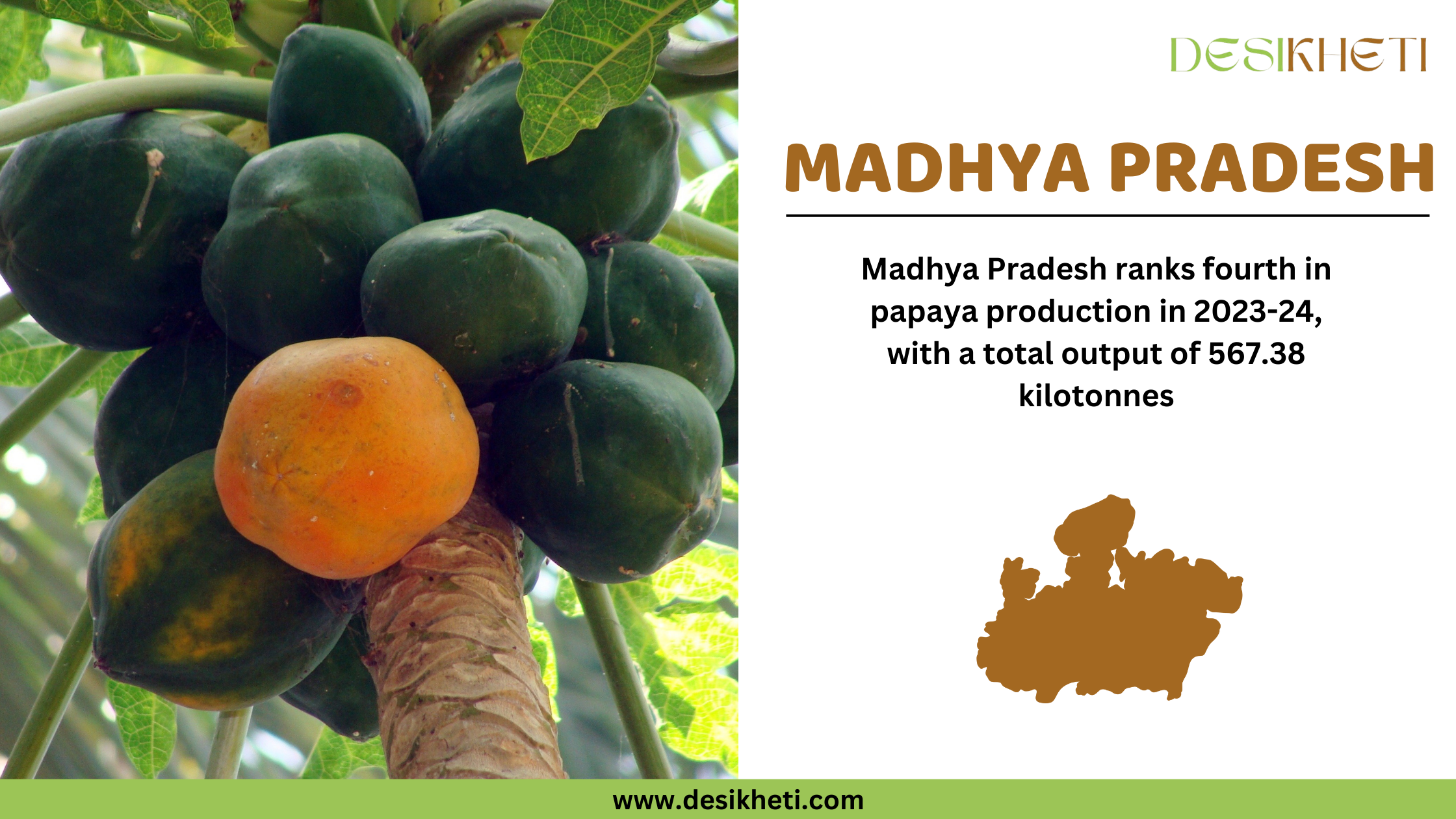 Madhya Pradesh ranks fourth in papaya production in 2023-24, with a total output of 567.38 kilotonnes. The image showcases a papaya tree with multiple green papayas and one ripening orange papaya hanging from the trunk. On the right side, "MADHYA PRADESH" is displayed in bold brown font, along with a brown silhouette of the Madhya Pradesh state. The Desikheti logo is positioned in the top right corner, and the website www.desikheti.com is displayed at the bottom.