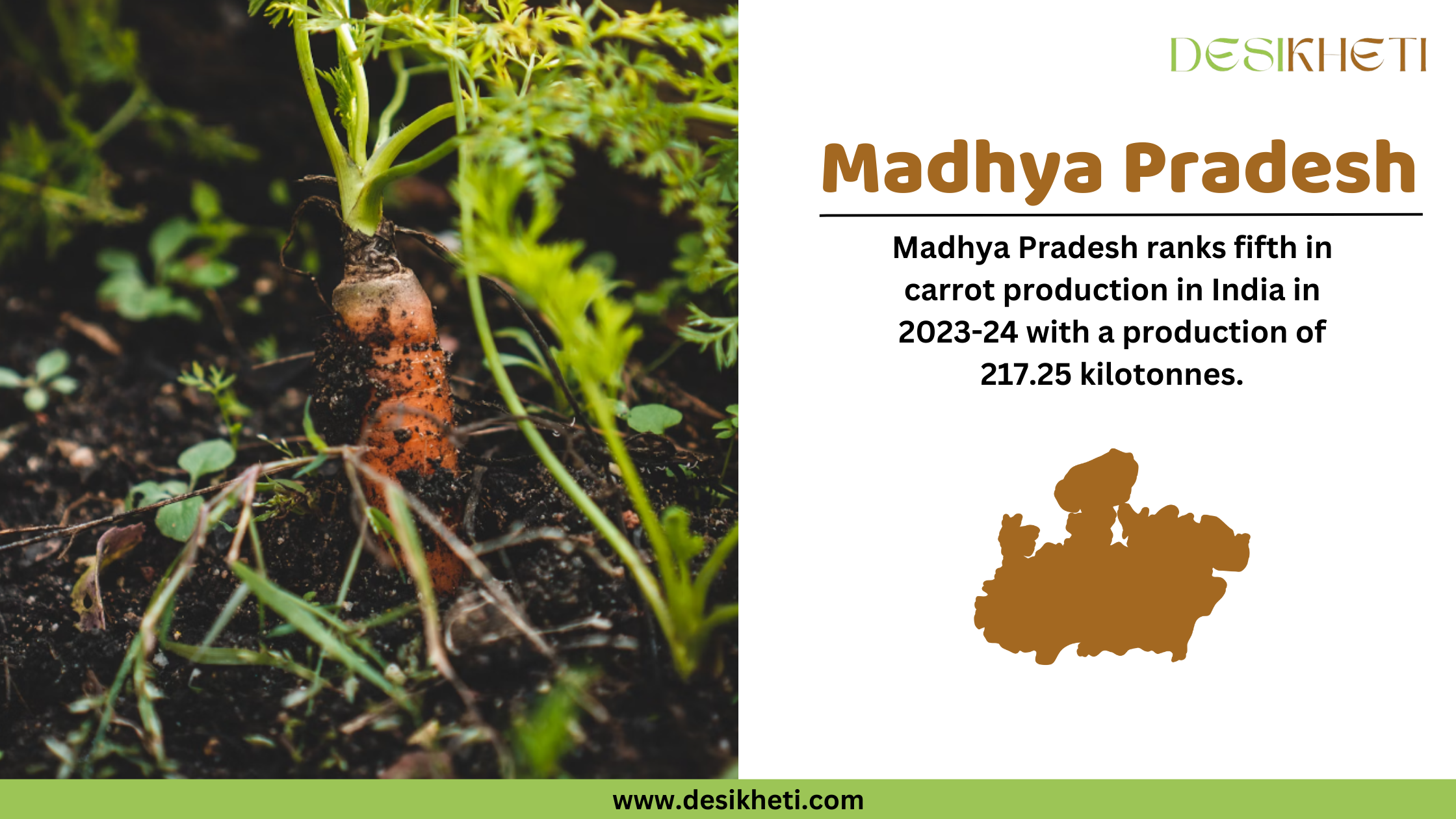 A Desikheti infographic showcasing Madhya Pradesh’s carrot production. On the left side, a close-up of a partially grown carrot is seen emerging from dark soil with green leaves, surrounded by small plants. On the right, the text reads, "Madhya Pradesh ranks fifth in carrot production in India in 2023-24 with a production of 217.25 kilotonnes." Below the text, there is a brown silhouette of Madhya Pradesh. The Desikheti logo is at the top, and the website URL "www.desikheti.com" is displayed at the bottom on a green strip.