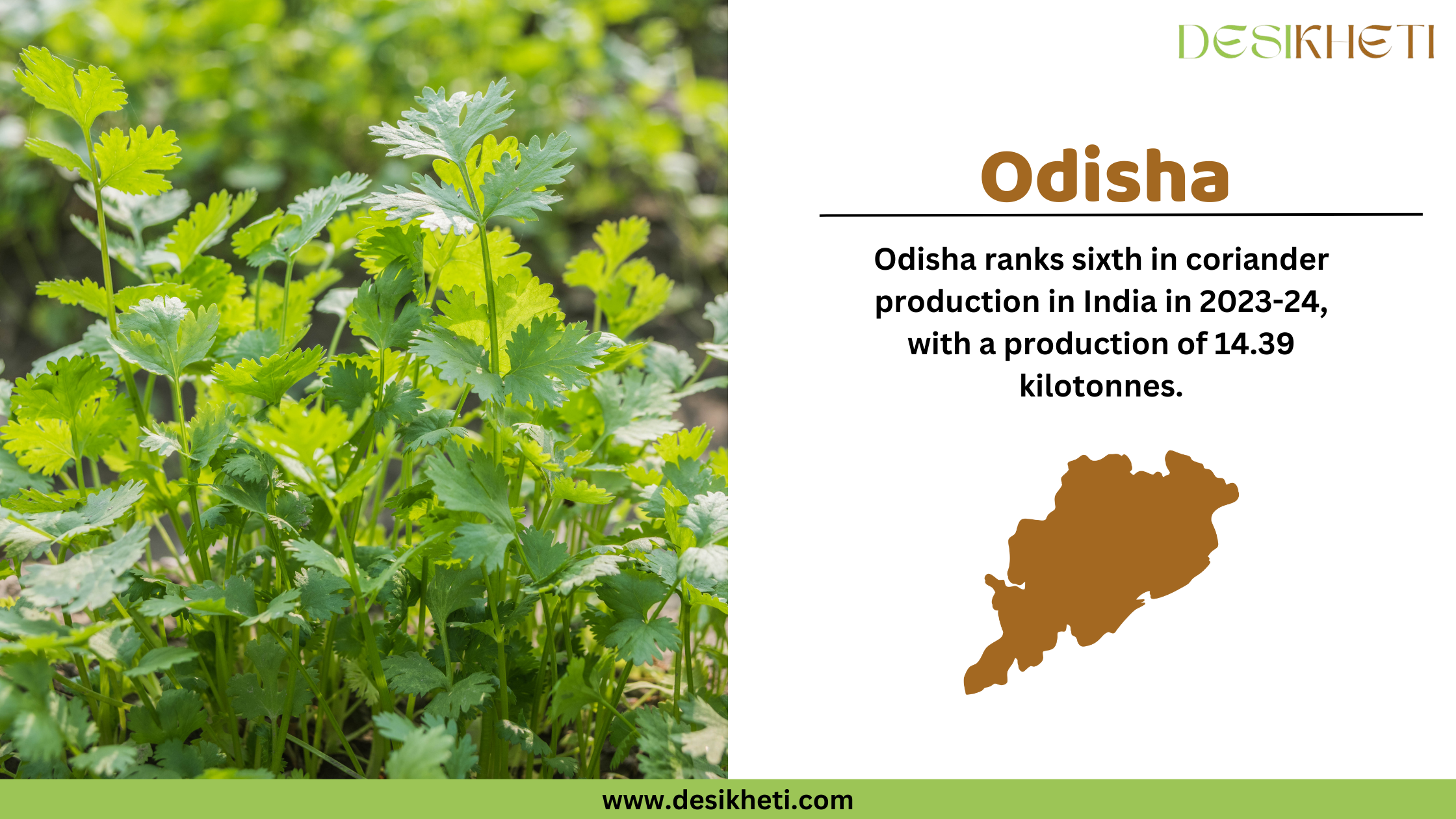 Odisha ranks sixth in coriander production in India in 2023-24, with a production of 14.39 kilotonnes. The image is divided into two sections. On the left, there is a close-up photograph of fresh green coriander plants growing in a field. On the right, the text "Odisha" is written in bold brown font, followed by the production ranking and statistics in black text. Below the text, there is a brown silhouette map of Odisha. The Desikheti logo is in the top right corner, and the website "www.desikheti.com" is displayed at the bottom on a green strip.