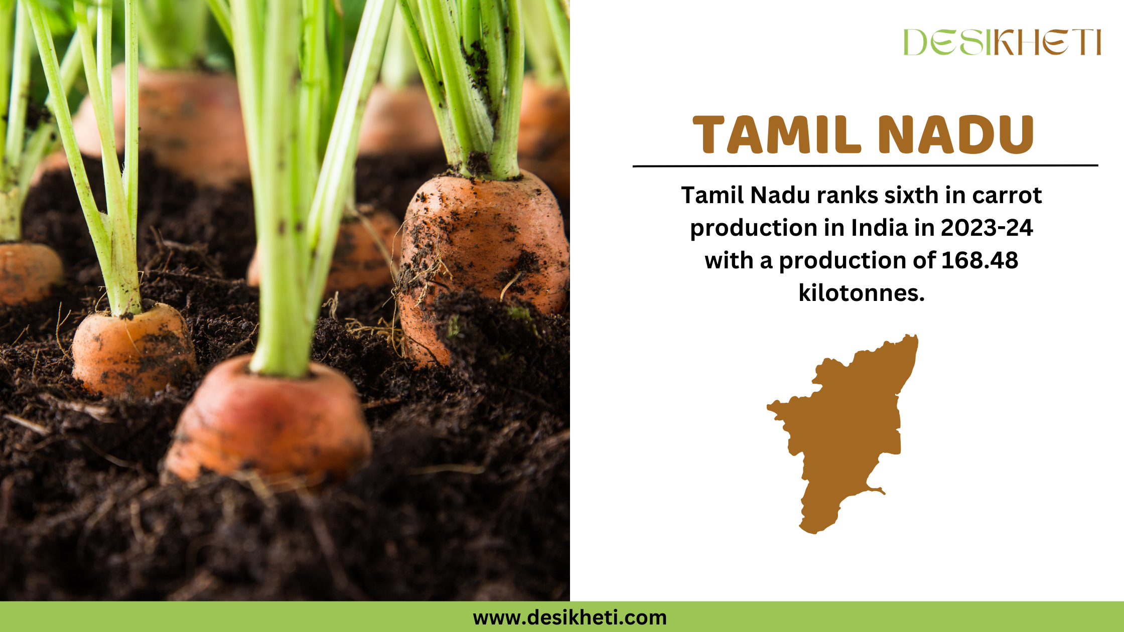  A Desikheti infographic highlighting Tamil Nadu’s carrot production. The left side features a close-up of carrots partially buried in dark soil with green tops, growing in a field. The right side contains text stating, "Tamil Nadu ranks sixth in carrot production in India in 2023-24 with a production of 168.48 kilotonnes." Below the text, there is a brown silhouette of Tamil Nadu. The Desikheti logo is at the top, and the website URL "www.desikheti.com" is displayed at the bottom on a green strip.