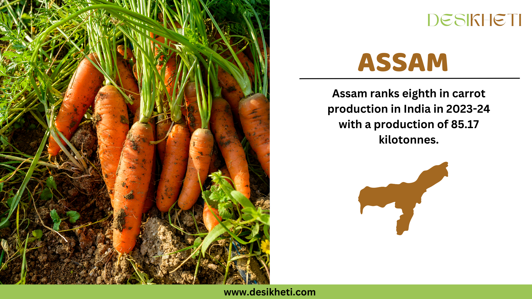 A Desikheti infographic highlighting Assam’s carrot production. The left side shows freshly harvested carrots with green tops lying on the soil, bathed in sunlight. The right side contains text stating, "Assam ranks eighth in carrot production in India in 2023-24 with a production of 85.17 kilotonnes." Below the text, there is a brown silhouette of Assam. The Desikheti logo is at the top, and the website URL "www.desikheti.com" is displayed at the bottom on a green strip.