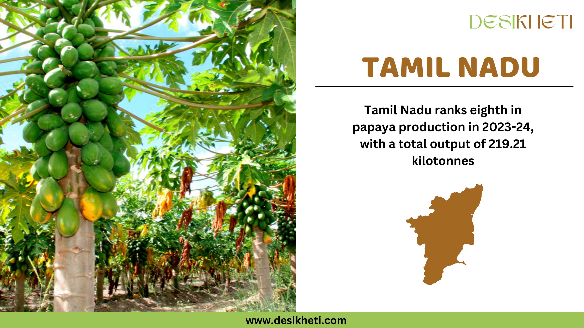 Tamil Nadu ranks eighth in papaya production in 2023-24, with a total output of 219.21 kilotonnes. The image features a lush papaya plantation with tall trees heavily laden with green papayas, under a bright blue sky. On the right side, "TAMIL NADU" is displayed in bold brown font, accompanied by a brown silhouette of the Tamil Nadu state. The Desikheti logo is positioned in the top right corner, and the website www.desikheti.com is displayed at the bottom.