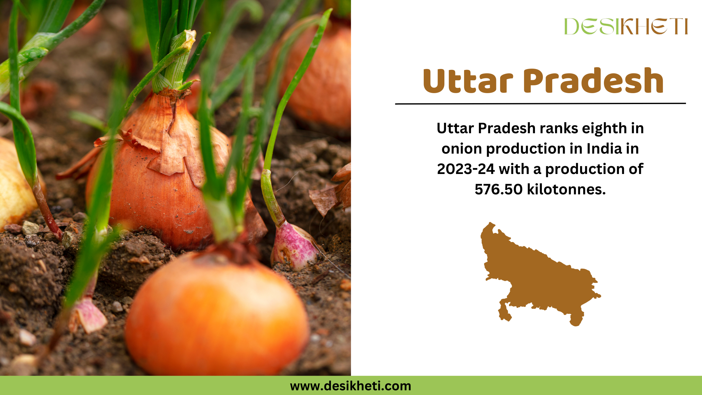 Uttar Pradesh ranks eighth in onion production in India for 2023-24, with a total output of 576.50 kilotonnes. The left side of the image showcases fresh onions growing in the soil, with green shoots emerging. On the right, the text highlights Uttar Pradesh’s contribution to onion farming, accompanied by a brown silhouette of the state's map. The "Desikheti" logo is positioned at the top right, and the website URL "www.desikheti.com" is displayed at the bottom. This image aligns with Desikheti’s agricultural insights, showcasing Uttar Pradesh’s role in India's onion production.