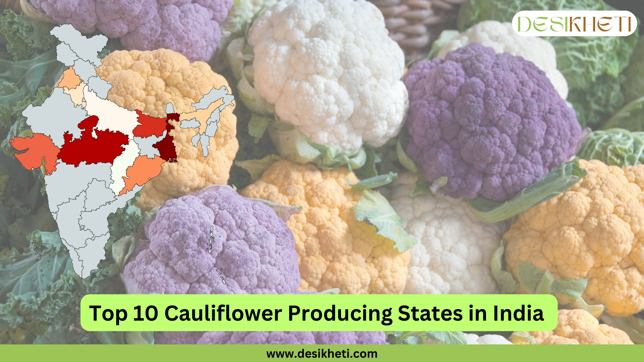 Top 10 cauliflower-producing states in India. The image features a variety of colorful cauliflowers, including white, purple, and yellow, arranged with green leafy stems. On the left side, there is a map of India highlighting the top cauliflower-producing states in different shades of red and orange. At the top right corner, the Desikheti logo is displayed. At the bottom, a green banner contains the text "Top 10 Cauliflower Producing States in India" in bold black letters, followed by the website URL "www.desikheti.com".