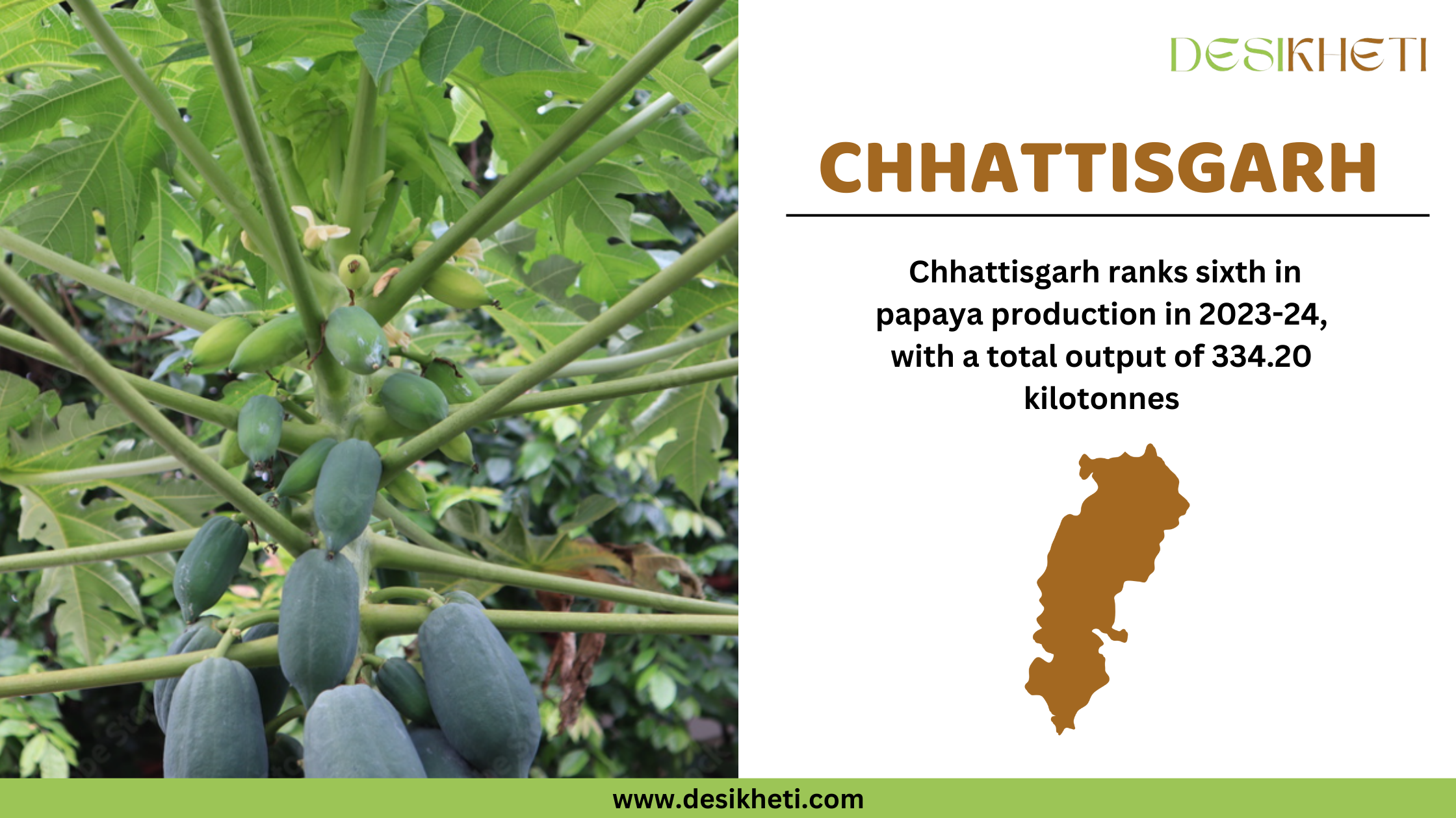 Chhattisgarh ranks sixth in papaya production in 2023-24, with a total output of 334.20 kilotonnes. The image features a close-up of a papaya tree with multiple green, unripe papayas hanging from its branches, surrounded by lush green leaves. On the right side, "CHHATTISGARH" is displayed in bold brown font, along with a brown silhouette of the Chhattisgarh state. The Desikheti logo is positioned in the top right corner, and the website www.desikheti.com is displayed at the bottom.