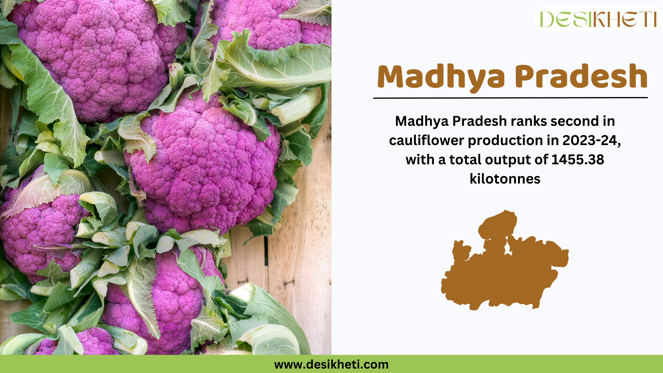  Madhya Pradesh ranks second in cauliflower production in 2023-24, with a total output of 1455.38 kilotonnes. The image features multiple fresh purple cauliflowers with green leaves, arranged against a wooden background. On the right side, a white section displays the text "Madhya Pradesh" in bold brown letters, followed by cauliflower production statistics in black font. Below the text, there is a brown silhouette of Madhya Pradesh’s map. The Desikheti logo is placed in the top right corner, and the website URL "www.desikheti.com" is displayed at the bottom on a green strip.