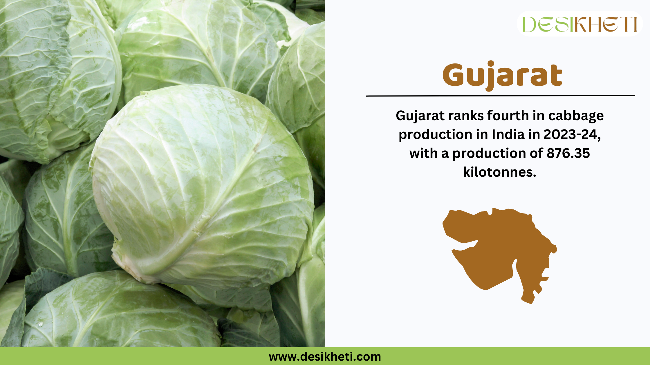 Gujarat ranks fourth in cabbage production in India in 2023-24, with a production of 876.35 kilotonnes. The image features fresh green cabbages in the background and a text overlay on the right side displaying the ranking and production data. The Gujarat state map is highlighted in brown, and the Desikheti logo is placed at the top right corner. The website URL, www.desikheti.com, is displayed at the bottom.