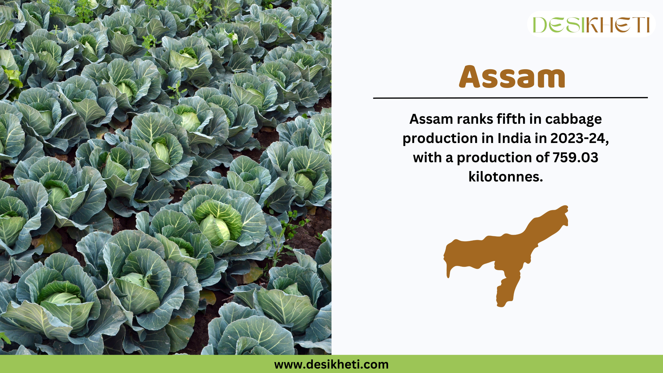 Assam ranks fifth in cabbage production in India in 2023-24, with a total production of 759.03 kilotonnes. The image is divided into two sections. On the left, there is a vibrant cabbage field with healthy, green cabbages growing in neat rows. On the right, the design features the Desikheti logo at the top, followed by bold text stating "Assam." Below, the text highlights Assam’s rank in cabbage production, and a brown silhouette of Assam’s map visually represents the state. The website URL, "www.desikheti.com," is displayed at the bottom, providing additional agricultural insights.