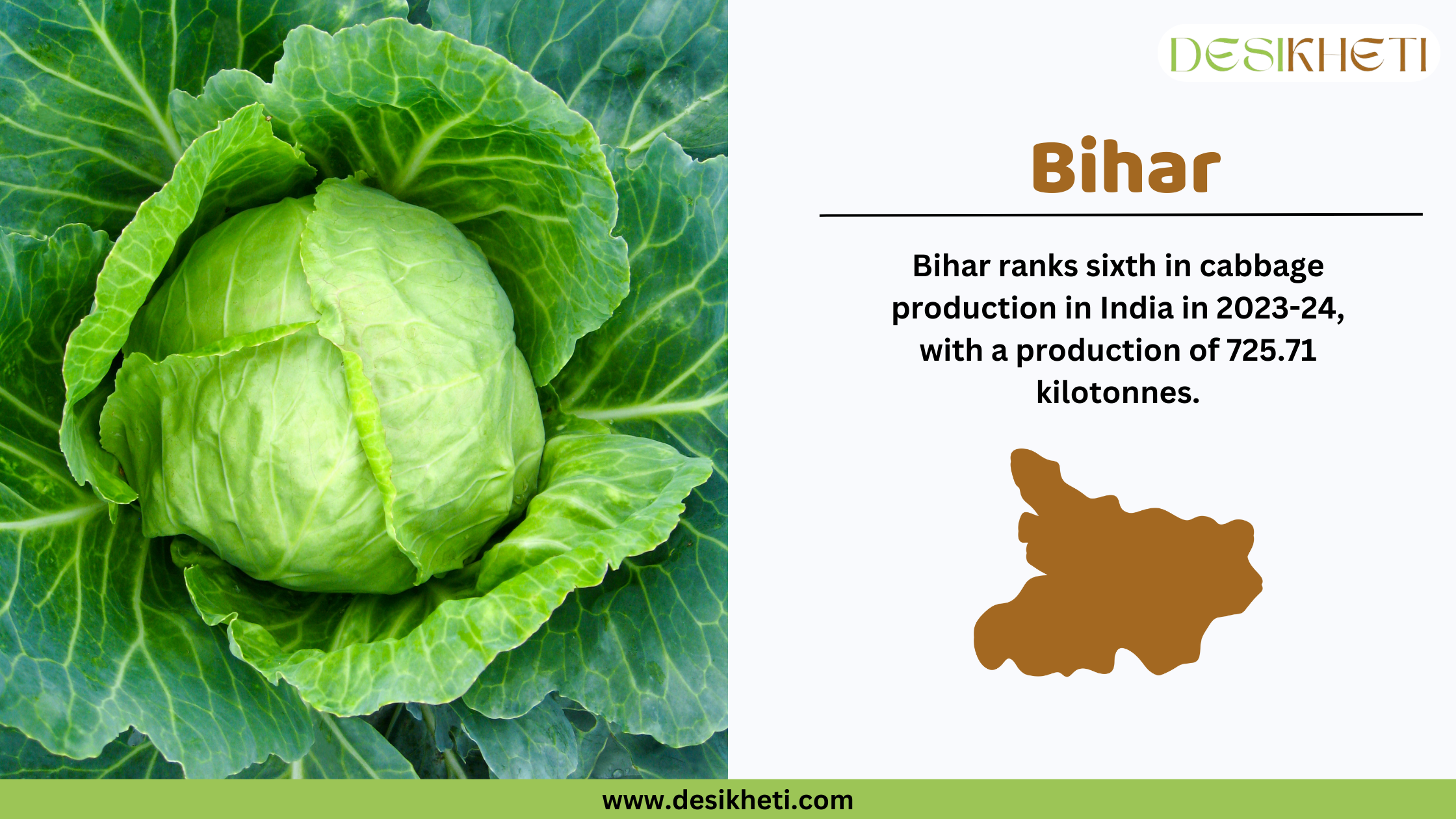 Bihar ranks sixth in cabbage production in India in 2023-24, with a total output of 725.71 kilotonnes. The banner features a fresh green cabbage plant on the left side, showcasing its vibrant leaves. On the right, the Desikheti logo appears at the top, followed by bold text displaying "Bihar" and its cabbage production ranking. Below the text, a brown silhouette of Bihar's map visually represents the state. The website URL, "www.desikheti.com," is displayed at the bottom, providing users with more agricultural insights.