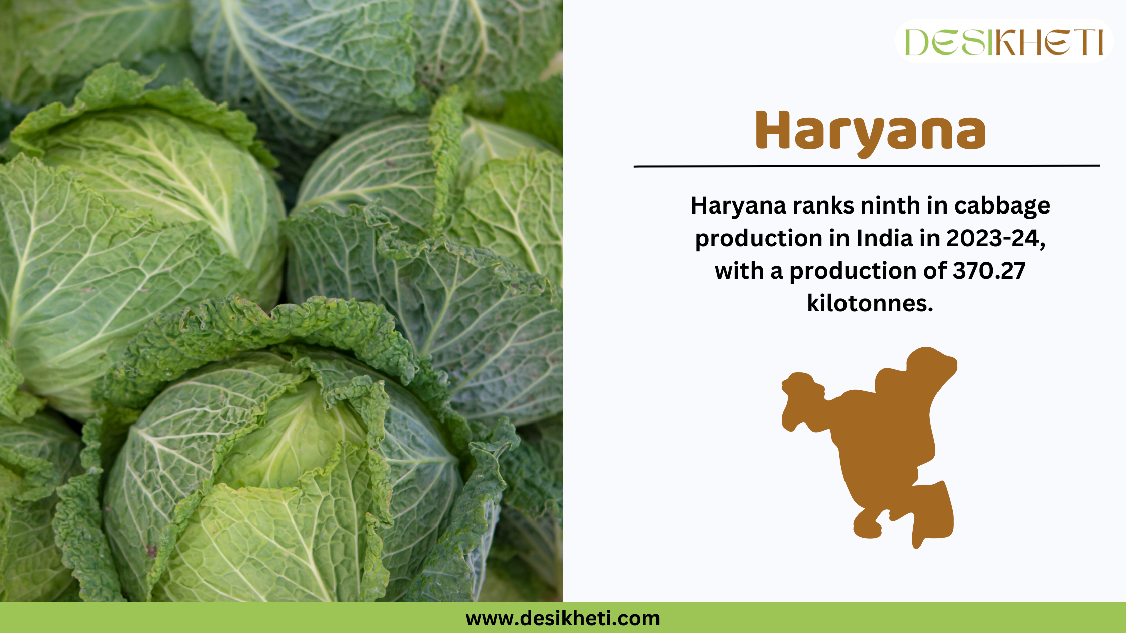 Haryana ranks ninth in cabbage production in India in 2023-24, with a total output of 370.27 kilotonnes. The banner features a close-up of fresh green cabbages on the left, highlighting their crisp texture and vibrant color. On the right, the Desikheti logo is positioned at the top, followed by bold text displaying "Haryana" and its cabbage production ranking. Below the text, a brown silhouette of Haryana's map represents the state visually. The website URL, "www.desikheti.com," is displayed at the bottom, encouraging users to explore more information.