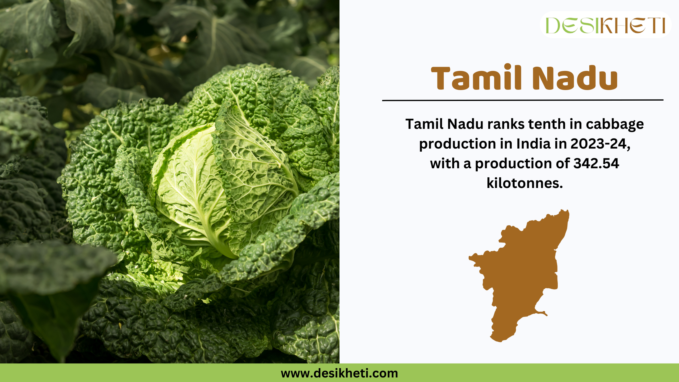 Tamil Nadu ranks tenth in cabbage production in India in 2023-24, with a total output of 342.54 kilotonnes. The banner features a close-up of fresh, green savoy cabbage on the left, highlighting its rich texture and vibrant color. On the right, the Desikheti logo is placed at the top, followed by bold text displaying "Tamil Nadu" and its cabbage production ranking. Below the text, a brown silhouette of Tamil Nadu's map represents the state visually. The website URL, "www.desikheti.com," is displayed at the bottom, encouraging users to explore more information.