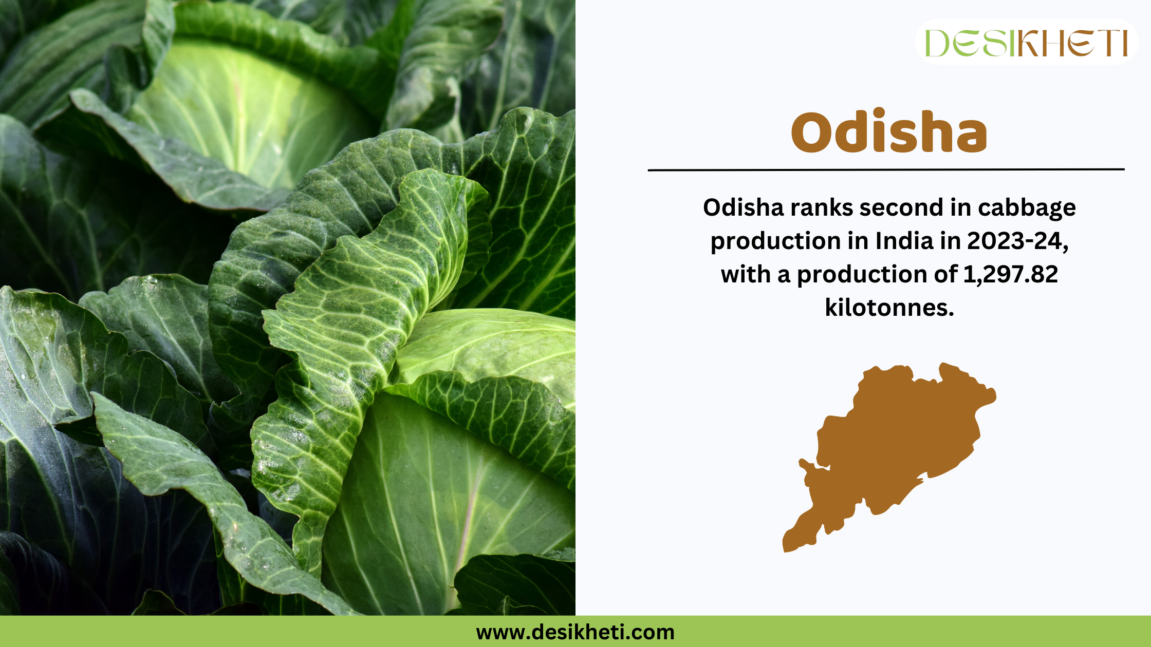 Odisha ranks second in cabbage production in India in 2023-24, with a total output of 1,297.82 kilotonnes. The banner features fresh green cabbage leaves on the left, emphasizing freshness and quality. On the right, the Desikheti logo is placed at the top, followed by bold text highlighting "Odisha" and its cabbage production ranking. Below the text, a brown silhouette of Odisha's map visually represents the state. The website URL, "www.desikheti.com," is displayed at the bottom, inviting users to explore more details.