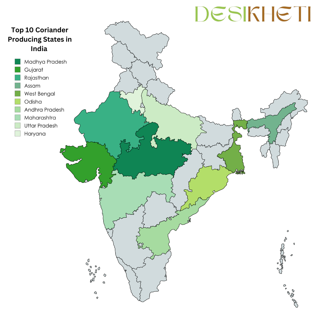 A color-coded map of India highlighting the top 10 coriander-producing states. The states are marked in different shades of green, with a legend indicating the states: Madhya Pradesh, Gujarat, Rajasthan, Assam, West Bengal, Odisha, Andhra Pradesh, Maharashtra, Uttar Pradesh, and Haryana. The title "Top 10 Coriander Producing States in India" is displayed on the left side. The Desikheti logo is positioned at the top right corner.