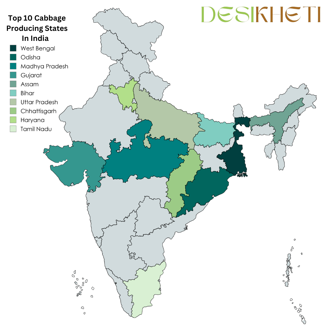 Top 10 cabbage-producing states in India are highlighted on the map in different shades of green and blue. The states listed are West Bengal, Odisha, Madhya Pradesh, Gujarat, Assam, Bihar, Uttar Pradesh, Chhattisgarh, Haryana, and Tamil Nadu. The Desikheti logo is placed at the top right. The map visually distinguishes these states from the rest of India using color coding.