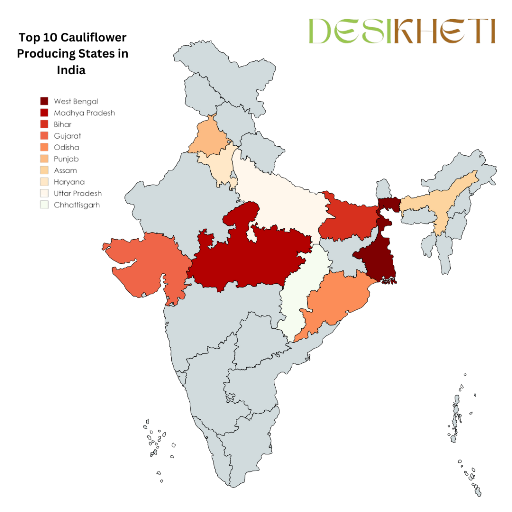 Top 10 cauliflower-producing states in India are highlighted on a color-coded map. The states are ranked using different shades, with West Bengal, Madhya Pradesh, and Bihar shown in darker shades representing higher production. Other states included are Gujarat, Odisha, Punjab, Assam, Haryana, Uttar Pradesh, and Chhattisgarh, with lighter shades indicating lower production. The map has a legend on the left side explaining the color codes and the title "Top 10 Cauliflower Producing States in India." The Desikheti logo is displayed in the top right corner.