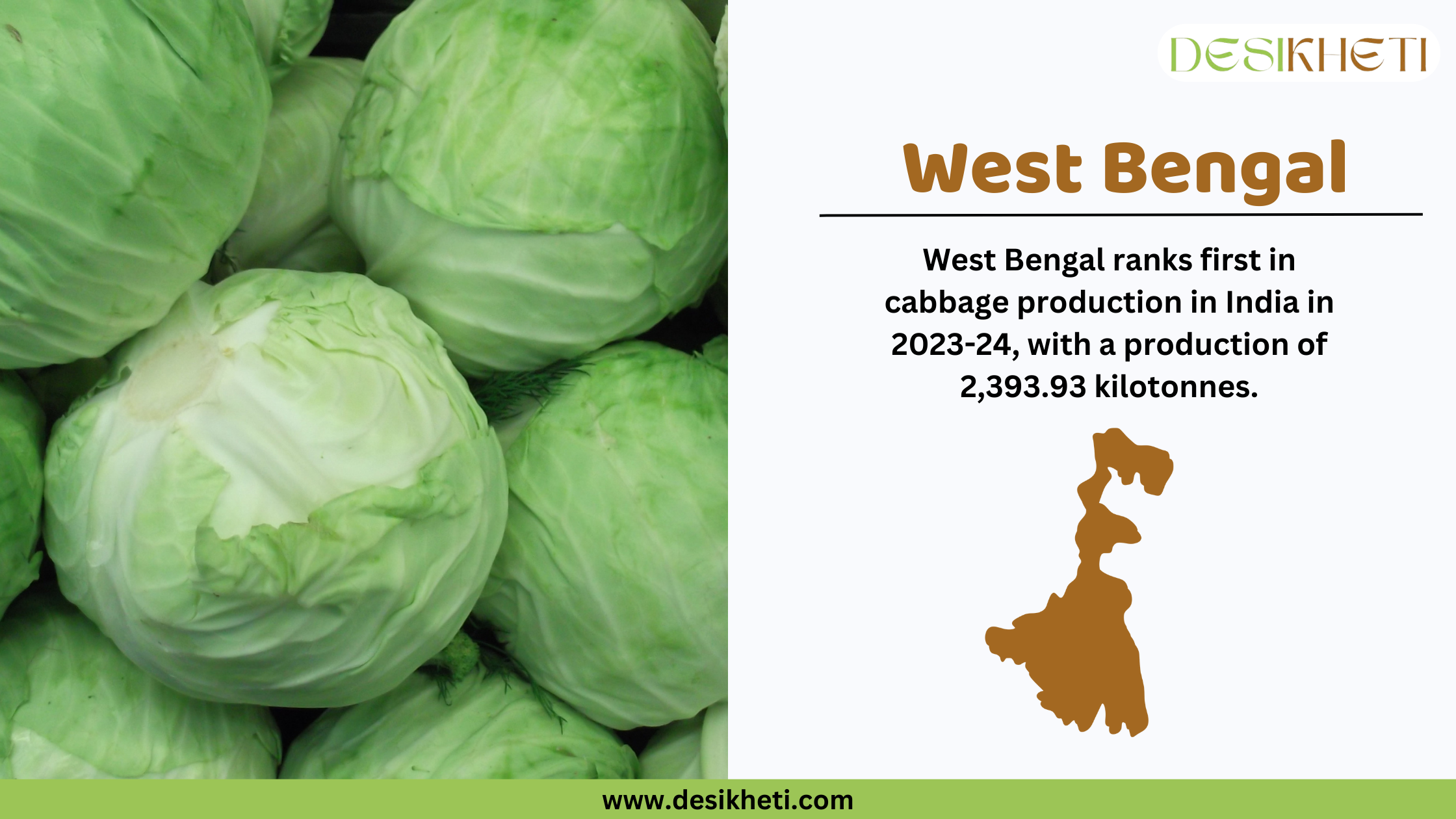 West Bengal ranks first in cabbage production in India in 2023-24, with a production of 2,393.93 kilotonnes. The image features fresh green cabbage heads on the left side, while the right side contains text with the state’s ranking and production details. A brown silhouette of West Bengal is also displayed. The Desikheti logo is at the top right, and the website URL (www.desikheti.com) is shown at the bottom on a green strip. 