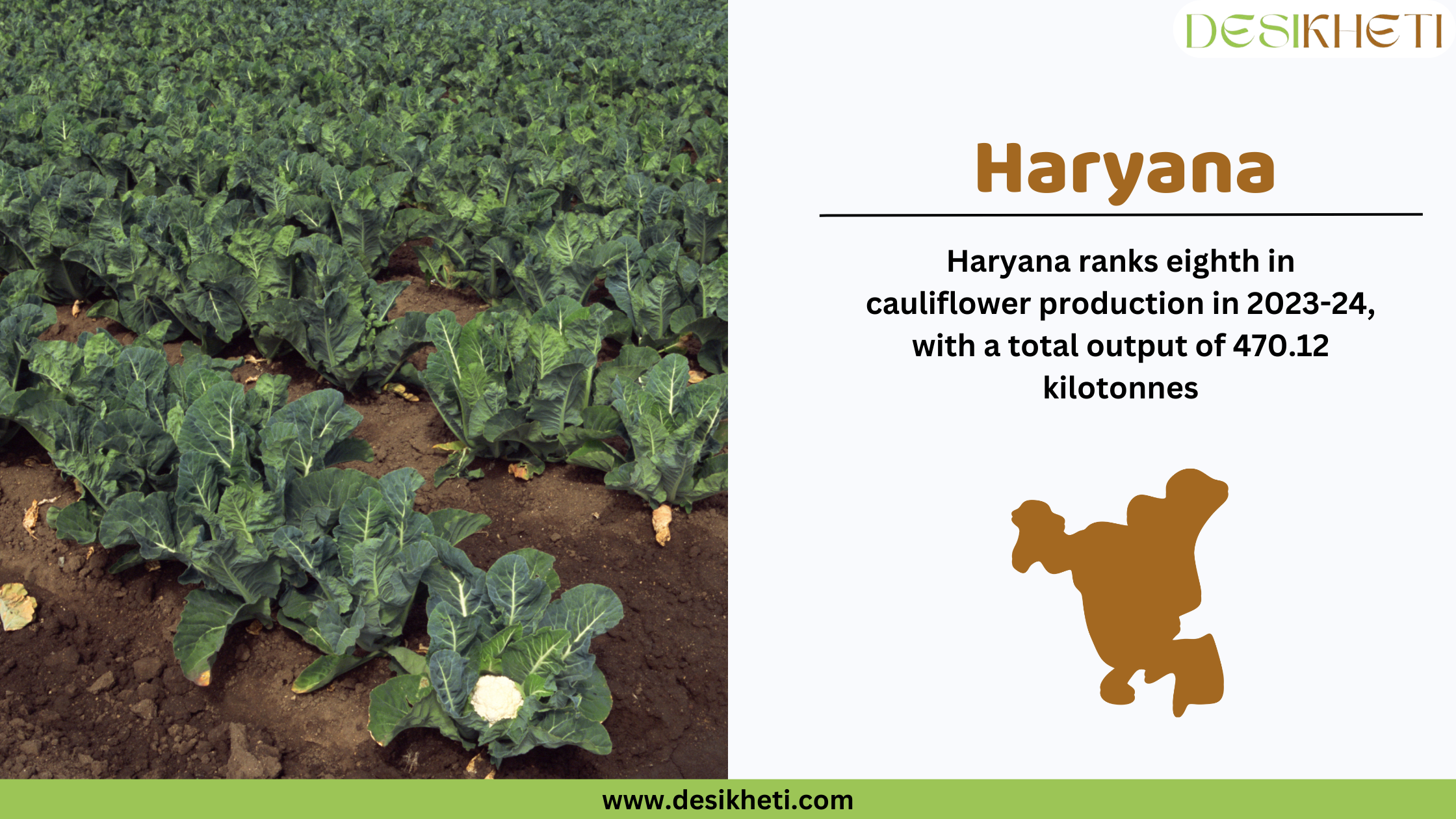  Haryana ranks eighth in cauliflower production in 2023-24, with a total output of 470.1 kilotonnes. The image displays a fresh green Romanesco cauliflower surrounded by dark green leaves. On the right side, a white section contains the text "Haryana" in bold brown letters, followed by production statistics in black font. Below the text, there is a brown silhouette of Haryana’s map. The Desikheti logo is placed in the top right corner, and the website URL "www.desikheti.com" is displayed at the bottom on a green strip.