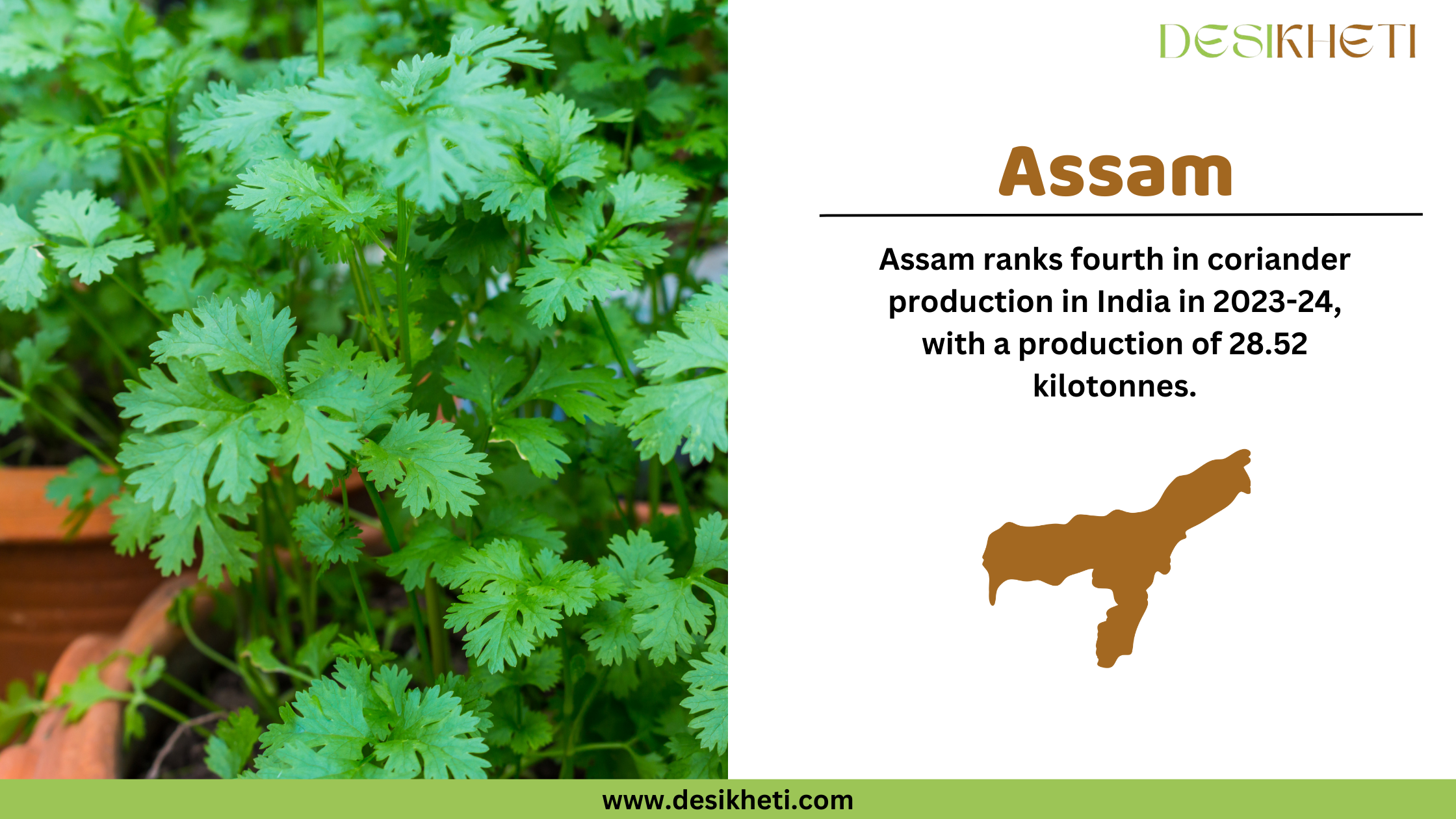 Fresh green coriander plants growing in a terracotta pot on the left side of the image. On the right side, the heading "Assam" is written in bold brown text, followed by the statement "Assam ranks fourth in coriander production in India in 2023-24, with a production of 28.52 kilotonnes." Below this, a brown silhouette map of Assam is displayed. The "Desikheti" logo is placed at the top right corner. At the bottom, a green bar contains the website URL "www.desikheti.com."
