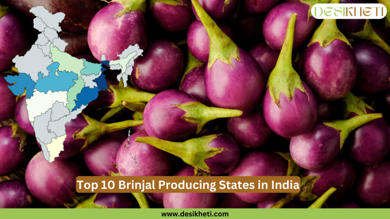 Glossy purple brinjals with green stems piled together, showcasing their fresh and vibrant appearance. A small map of India on the top left highlights the top brinjal-producing states in various colors. The Desikheti logo is at the top right corner. At the bottom, a brown text box displays the title "Top 10 Brinjal Producing States in India." A green banner at the very bottom contains the website URL: "www.desikheti.com".