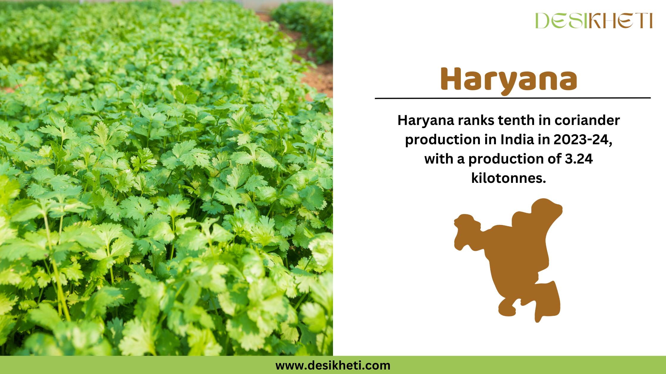 "Haryana ranks tenth in coriander production in India in 2023-24, with a production of 3.24 kilotonnes. The image features a lush green coriander field on the left side and an informational section on the right. The right side displays the 'DESIKHETI' logo at the top, the word 'Haryana' in bold brown text, and a brown silhouette of the state. The website 'www.desikheti.com' is displayed at the bottom."
