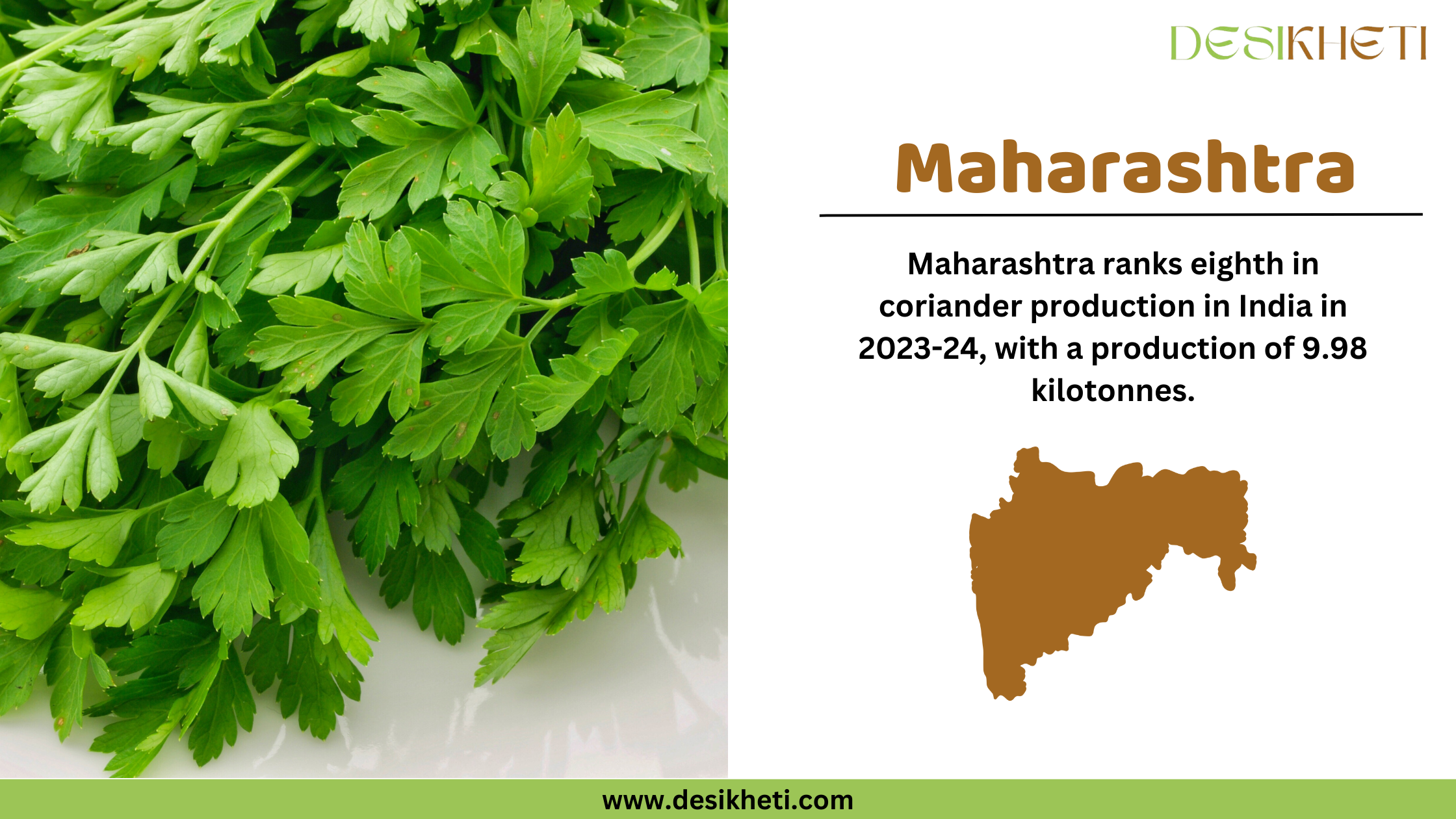 Maharashtra ranks eighth in coriander production in India in 2023-24, with a production of 9.98 kilotonnes. The image is divided into two sections. On the left, there is a close-up photograph of fresh green coriander leaves placed on a white surface. On the right, the text "Maharashtra" is written in bold brown font, followed by the production ranking and statistics in black text. Below the text, there is a brown silhouette map of Maharashtra. The Desikheti logo is in the top right corner, and the website "www.desikheti.com" is displayed at the bottom on a green strip.
