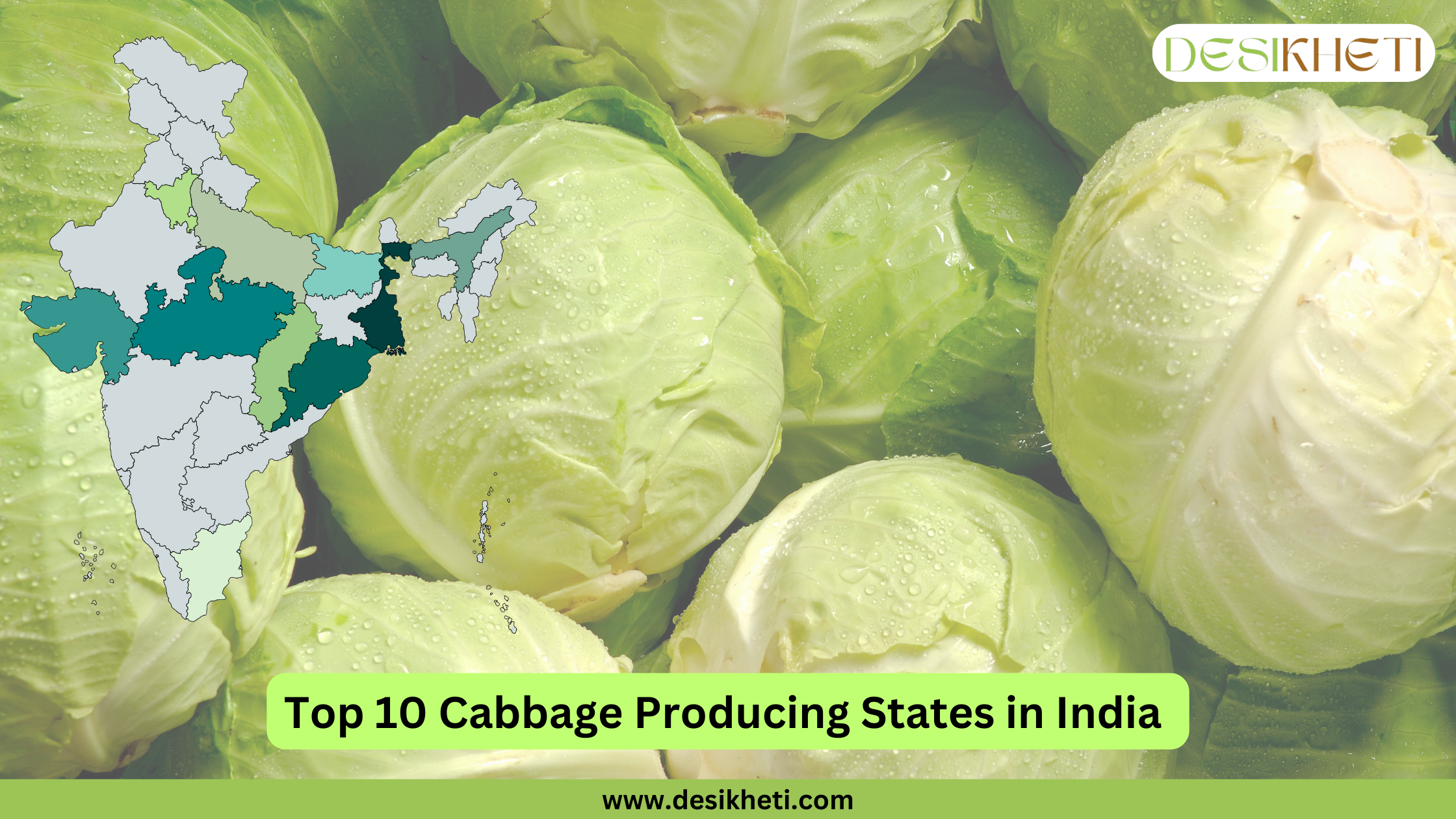 Top 10 cabbage-producing states in India are highlighted on the map in different shades of green and blue. The states listed are West Bengal, Odisha, Madhya Pradesh, Gujarat, Assam, Bihar, Uttar Pradesh, Chhattisgarh, Haryana, and Tamil Nadu. The Desikheti logo is placed at the top right. The map visually distinguishes these states from the rest of India using color coding.