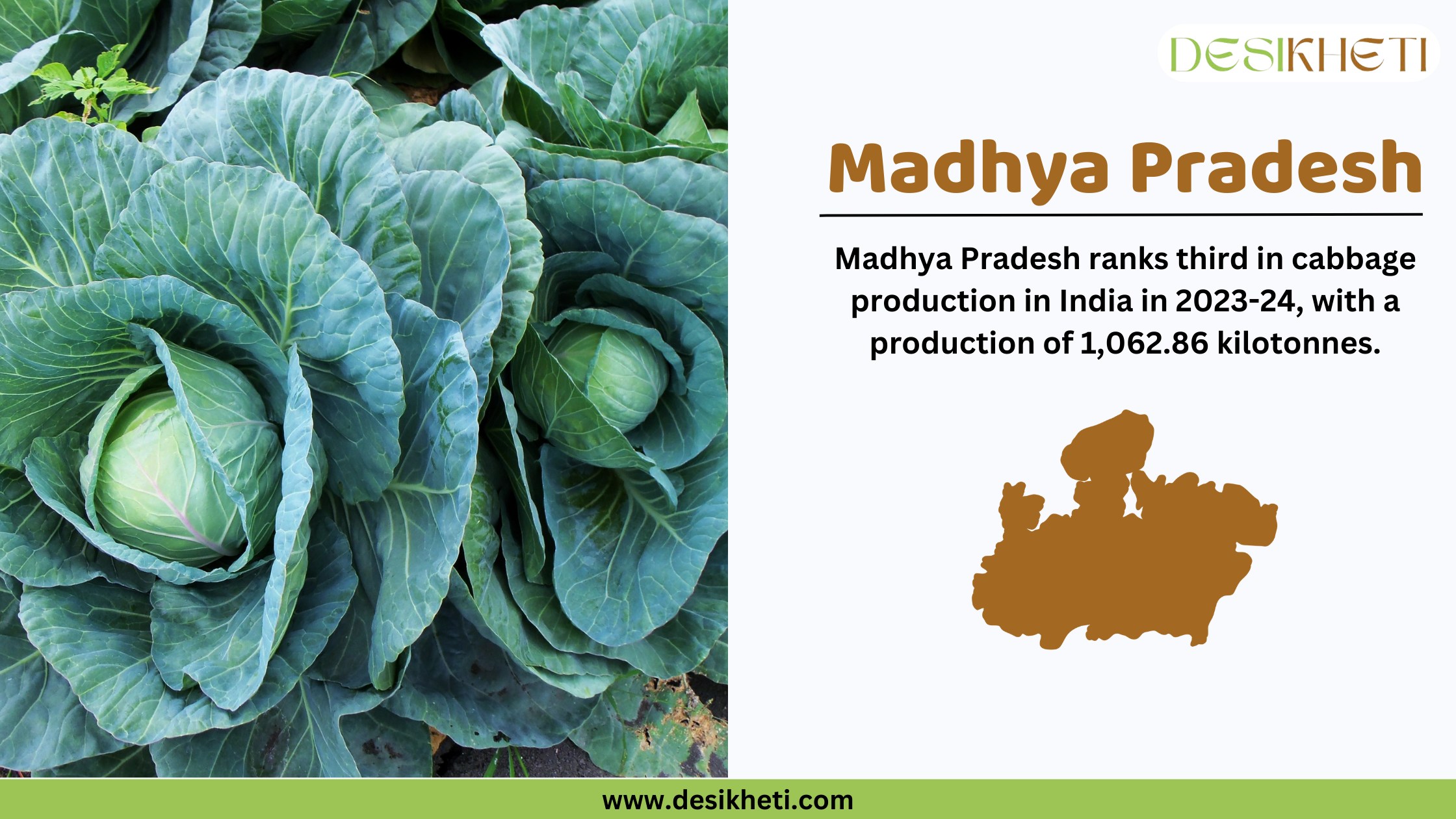 Madhya Pradesh ranks third in cabbage production in India in 2023-24, with a production of 1,062.86 kilotonnes. The image features fresh green cabbage plants in a field on the left side. On the right side, there is a textual overlay with "Madhya Pradesh" written in bold brown font, followed by production statistics. A brown silhouette of Madhya Pradesh is placed below the text. The Desikheti logo is in the top right corner, and the website URL "www.desikheti.com" is displayed at the bottom.