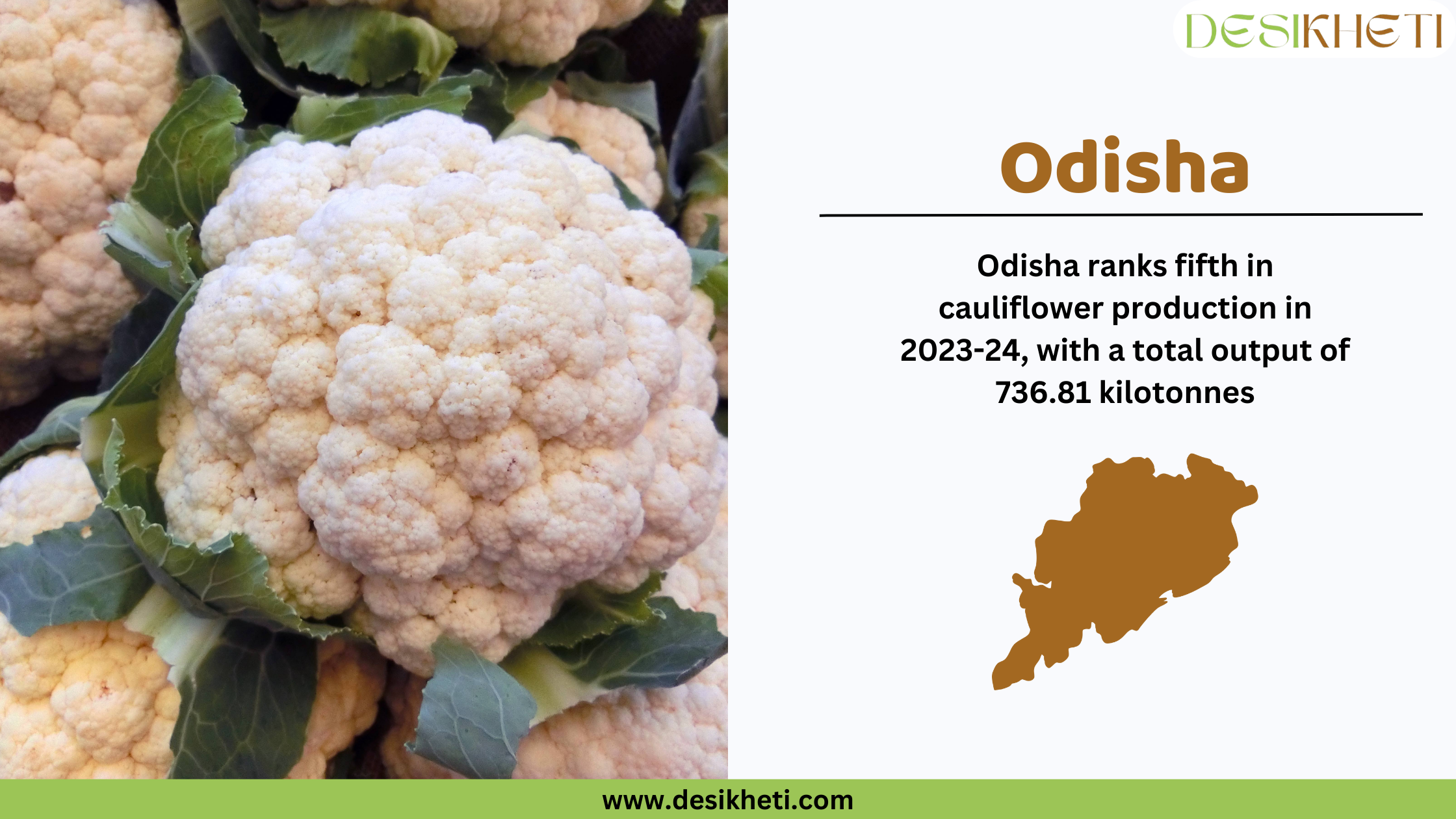 Odisha ranks fifth in cauliflower production in 2023-24, with a total output of 736.8 kilotonnes. The image showcases fresh Romanesco cauliflower with its bright green fractal-like florets and lush green leaves. On the right, a white section contains the text "Odisha" in bold brown letters, followed by production statistics in black font. Below the text, there is a brown silhouette of Odisha’s map. The Desikheti logo is positioned in the top right corner, and the website URL "www.desikheti.com" is displayed at the bottom on a green strip.