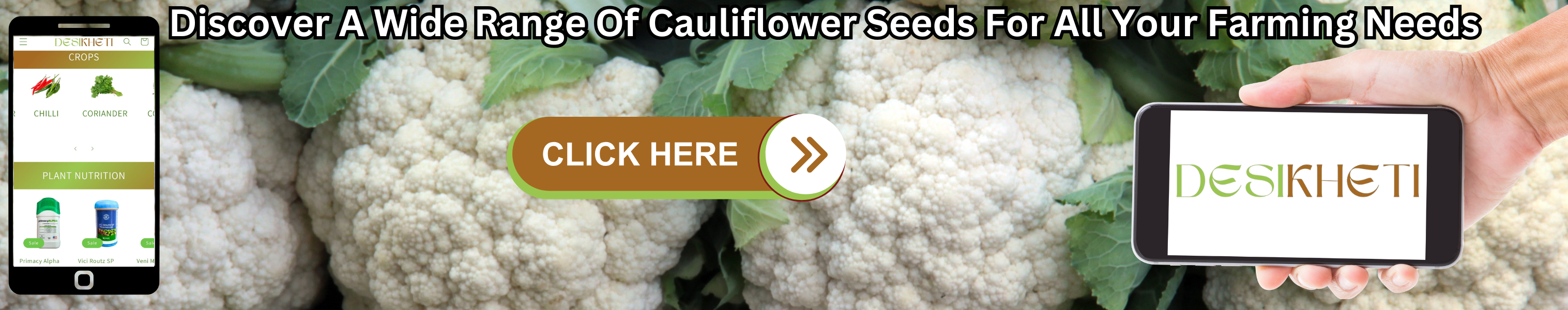  Discover a wide range of cauliflower seeds for all your farming needs. The image features a background of fresh cauliflower with green leaves. On the left, a smartphone displays the Desikheti website, showcasing different crops like chili and coriander, along with plant nutrition products. In the center, there is a brown and green "CLICK HERE" button with an arrow. On the right, a hand holds another smartphone displaying the Desikheti logo. The text at the top highlights the availability of cauliflower seeds.