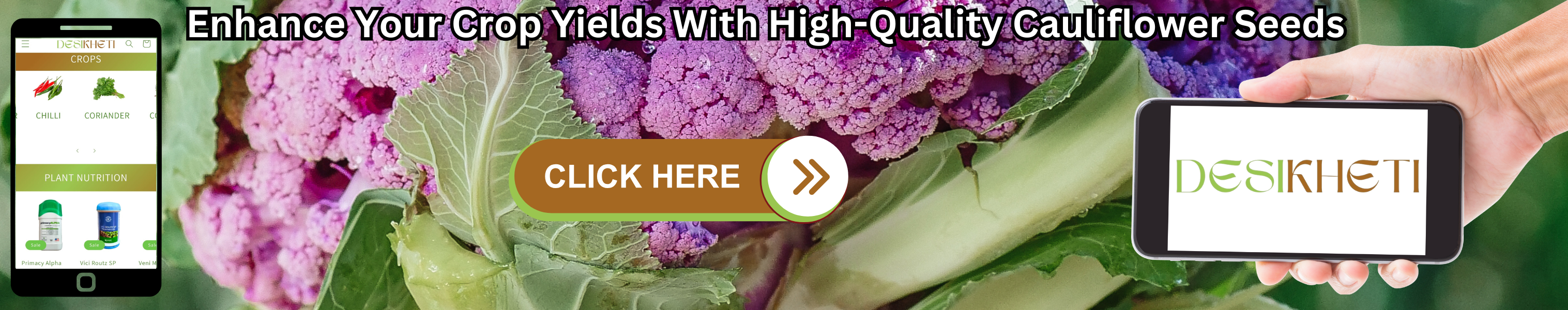 Enhance your crop yields with high-quality cauliflower seeds. The background features fresh purple cauliflower with green leaves. On the left, a smartphone displays the Desikheti website, showcasing different crops like chili and coriander, along with plant nutrition products. In the center, a brown and green "CLICK HERE" button with an arrow is prominently placed. On the right, a hand holds another smartphone displaying the Desikheti logo. The text at the top highlights the benefits of using premium cauliflower seeds.