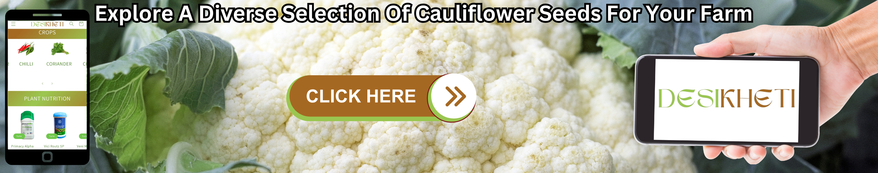 Explore a diverse selection of cauliflower seeds for your farm. The background showcases fresh green cauliflower with lush leaves. On the left, a smartphone screen displays the Desikheti website, featuring crops like chili and coriander, along with plant nutrition products. In the center, a brown and green "CLICK HERE" button with an arrow encourages action. On the right, a hand holds another smartphone displaying the Desikheti logo. The text at the top emphasizes the availability of various cauliflower seed options.