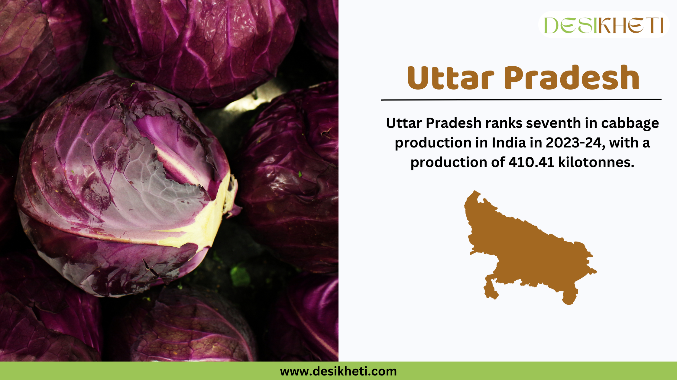 Uttar Pradesh ranks seventh in cabbage production in India in 2023-24, with a production of 410.41 kilotonnes. The image features fresh purple cabbages on the left side. On the right side, "Uttar Pradesh" is written in bold brown font, followed by production statistics. Below the text, there is a brown silhouette of Uttar Pradesh. The Desikheti logo is positioned in the top right corner, and the website URL "www.desikheti.com" is displayed at the bottom.