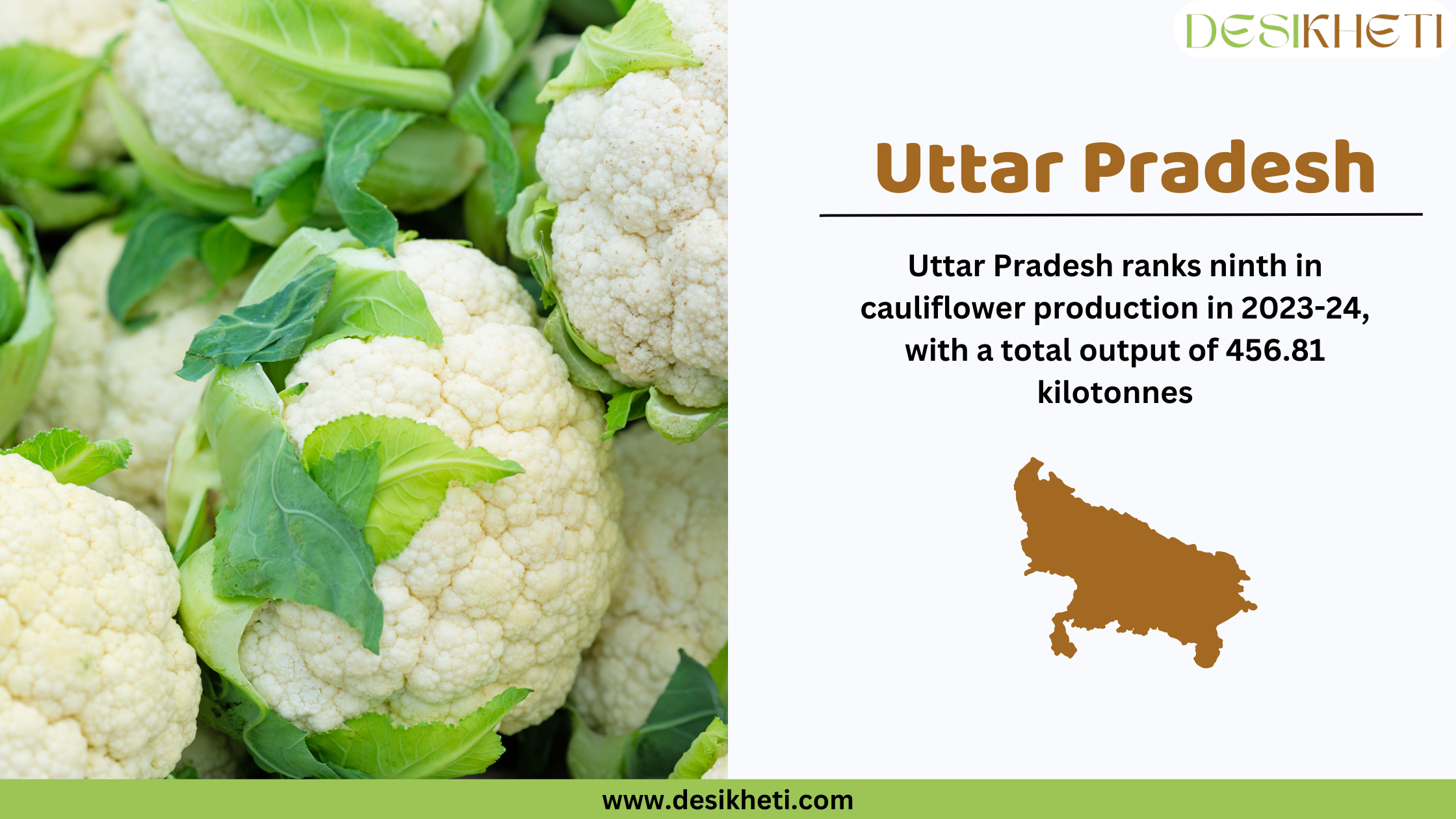 Uttar Pradesh ranks ninth in cauliflower production in 2023-24, with a total output of 456.8 kilotonnes. The image features fresh white cauliflowers with green leaves. On the right side, a white section contains the text "Uttar Pradesh" in bold brown letters, followed by production statistics in black font. Below the text, there is a brown silhouette of Uttar Pradesh’s map. The Desikheti logo is placed in the top right corner, and the website URL "www.desikheti.com" is displayed at the bottom on a green strip.