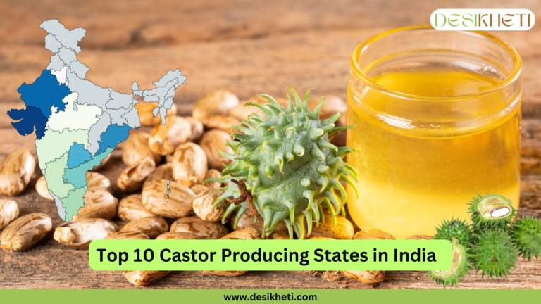 A wooden bowl filled with castor seeds placed on a rustic wooden surface, with scattered seeds around. On the left side, a map of India highlights the top 10 castor-producing states in different shades of red and orange. The text "Top 10 Castor Producing States in India" is written in bold black letters on a green banner at the bottom. The Desikheti logo is displayed at the top right corner, and the website "www.desikheti.com" is mentioned at the bottom.