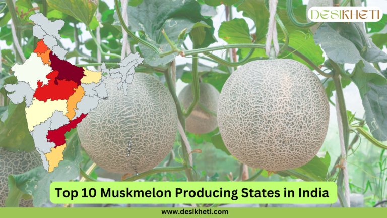 Top 10 muskmelon producing states in India. The image features muskmelons growing on vines inside a greenhouse with lush green leaves in the background. A color-coded map of India is overlaid on the left side, highlighting the top muskmelon-producing states. The Desikheti logo is displayed at the top right corner, and the website URL "www.desikheti.com" is shown at the bottom. The text "Top 10 Muskmelon Producing States in India" is prominently placed on a green banner at the bottom of the image.