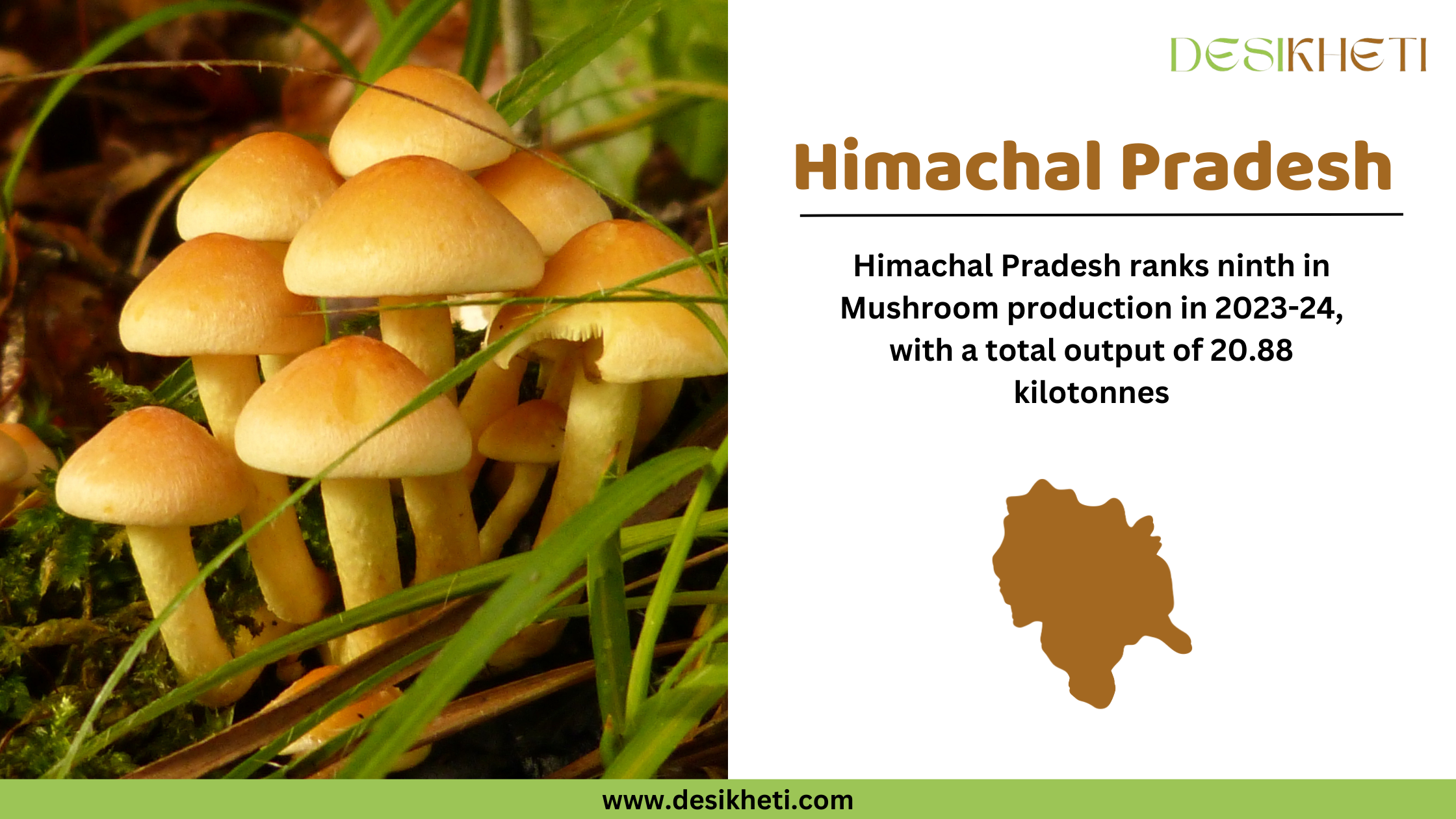 A digital graphic highlighting Himachal Pradesh's mushroom production ranking in India for 2023-24. The left side features a close-up image of light brown mushrooms growing in a natural setting with green grass. On the right side, the text "Himachal Pradesh" appears in bold brown letters. Below, it states that Himachal Pradesh ranks ninth in mushroom production with a total output of 20.88 kilotonnes. A brown silhouette map of Himachal Pradesh is included. The Desikheti logo is positioned in the top right corner, and the website "www.desikheti.com" is displayed at the bottom on a green banner.







