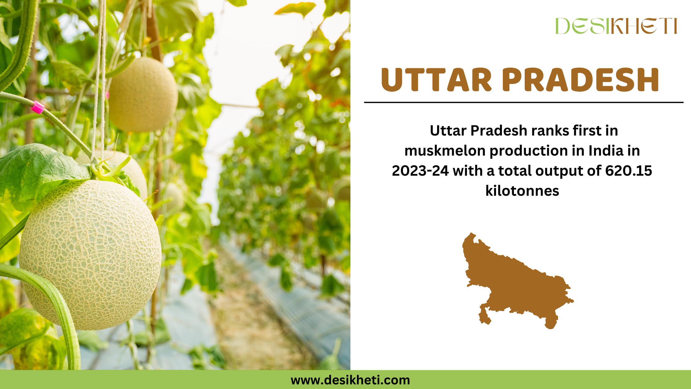 Uttar Pradesh ranks first in muskmelon production in India in 2023-24 with a total output of 620.15 kilotonnes. The image showcases muskmelons growing in a greenhouse, hanging from vines with lush green leaves in the background. On the right side, the text highlights Uttar Pradesh’s top ranking in muskmelon production along with a brown silhouette of the state's map. The Desikheti logo is placed at the top right corner, and the website URL "www.desikheti.com" is displayed at the bottom.