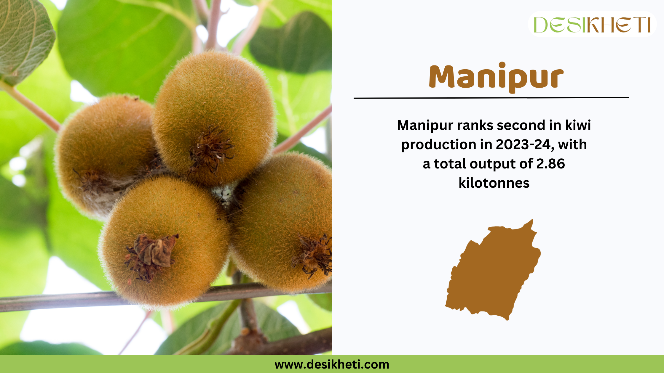 A digital graphic featuring a close-up of kiwi fruits growing on a vine with green leaves in the background. On the right side, "Manipur" is written in bold brown letters, followed by the text: "Manipur ranks second in kiwi production in 2023-24, with a total output of 2.86 kilotonnes." A brown silhouette of Manipur is displayed below the text. The Desikheti logo is at the top right, and the website "www.desikheti.com" is shown at the bottom on a green strip.